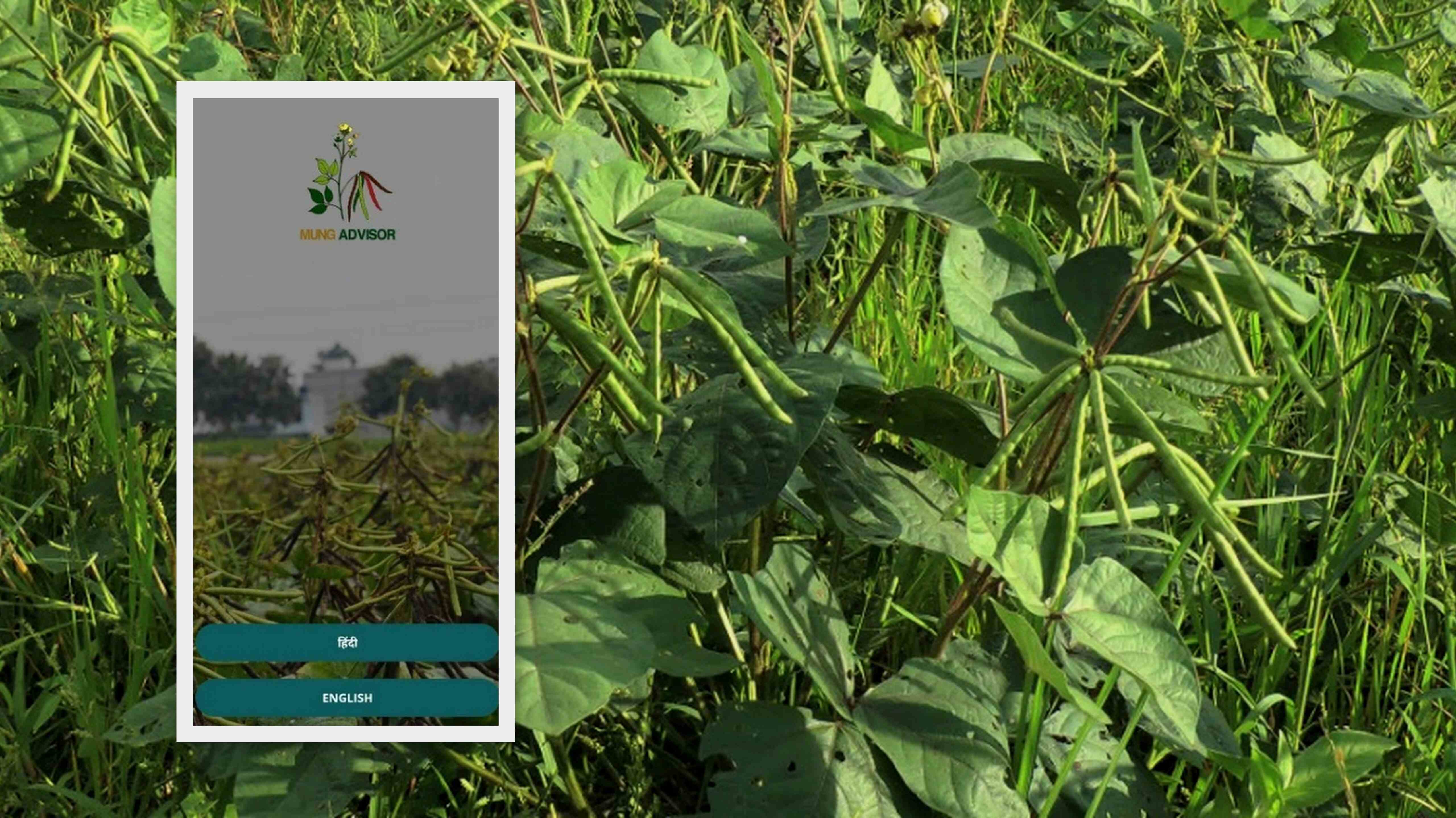 इस ऐप पर मिलेगी मूंग की खेती से लेकर, बेचने तक की सारी जानकारी