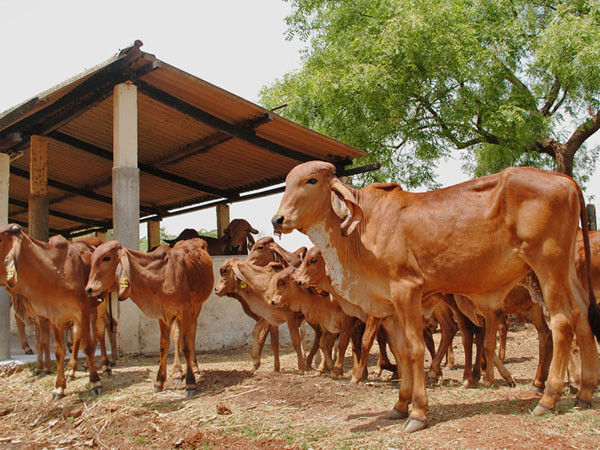 भारत की देसी नस्लों से तैयार हुई हैं विदेशी गाय