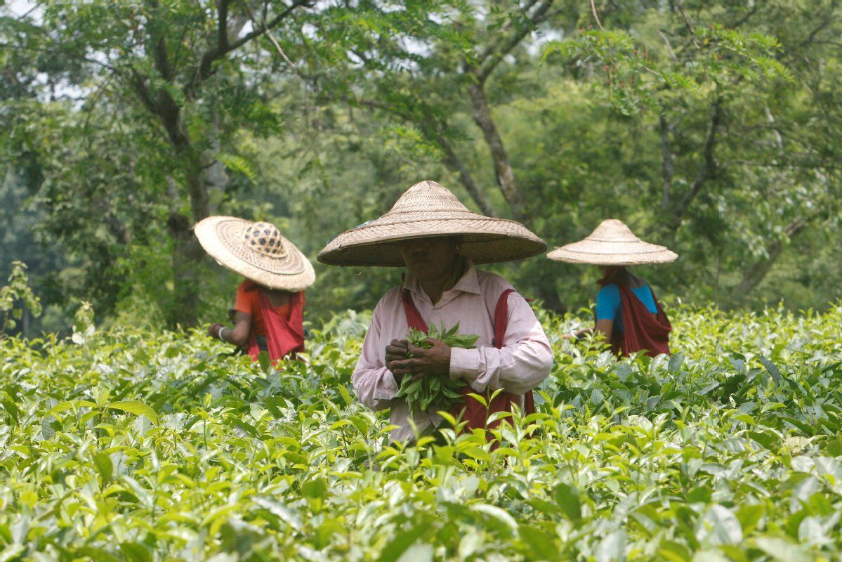 पश्चिम बंगाल: चाय बागानों में मजदूरों का उबाल बनेगा चुनावी मुद्दा