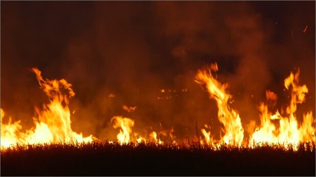 एमपी के होशंगाबाद में गेहूं की पांच हजार एकड़ फसल जलकर खाक, तीन लोगों की मौत