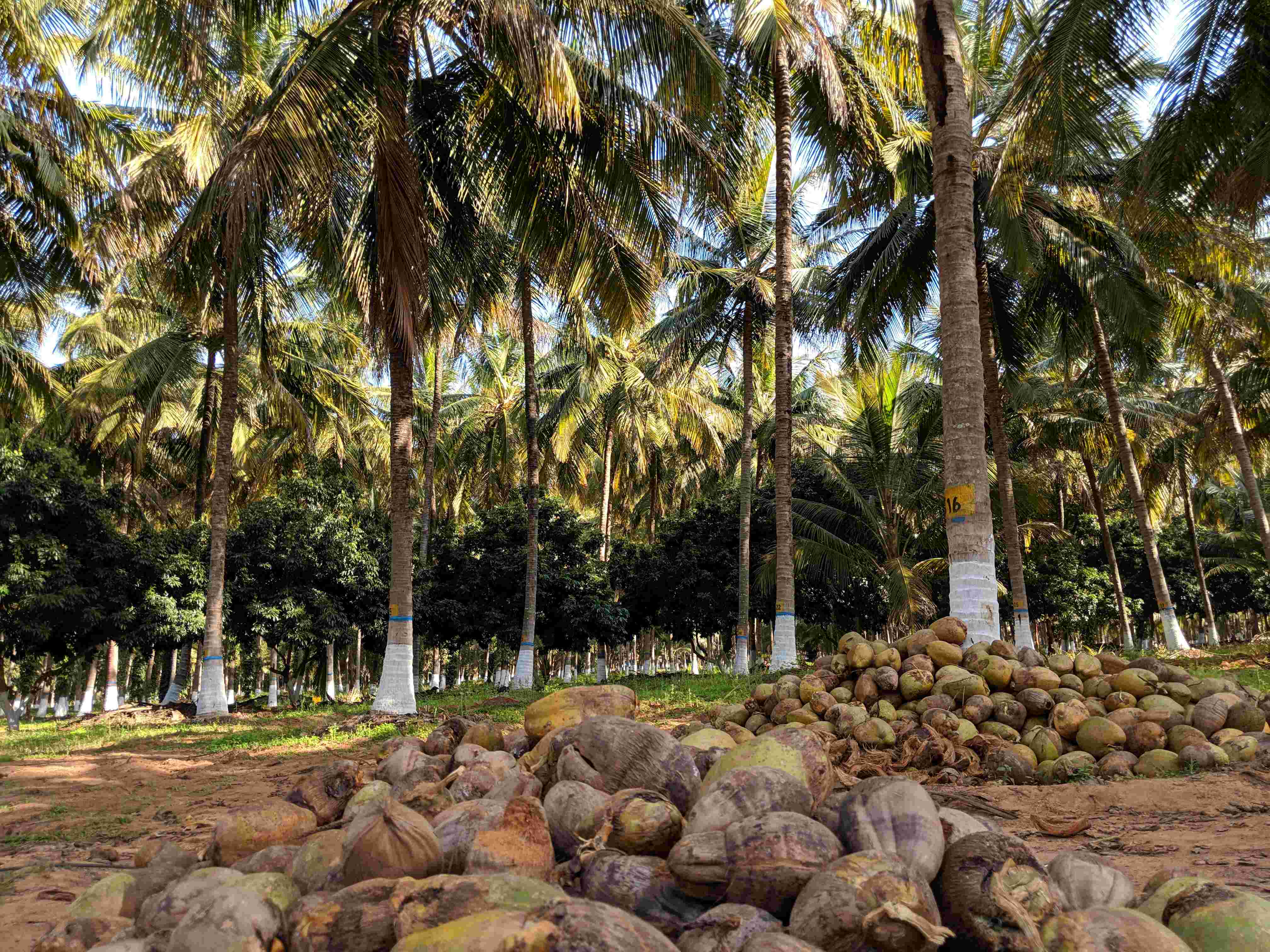 धान के बाद नारियल की खेती का गढ़ बन रहा छत्तीसगढ़