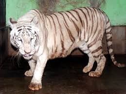 मुंबई के एकलौते सफेद बाघ बाजीराव की मौत