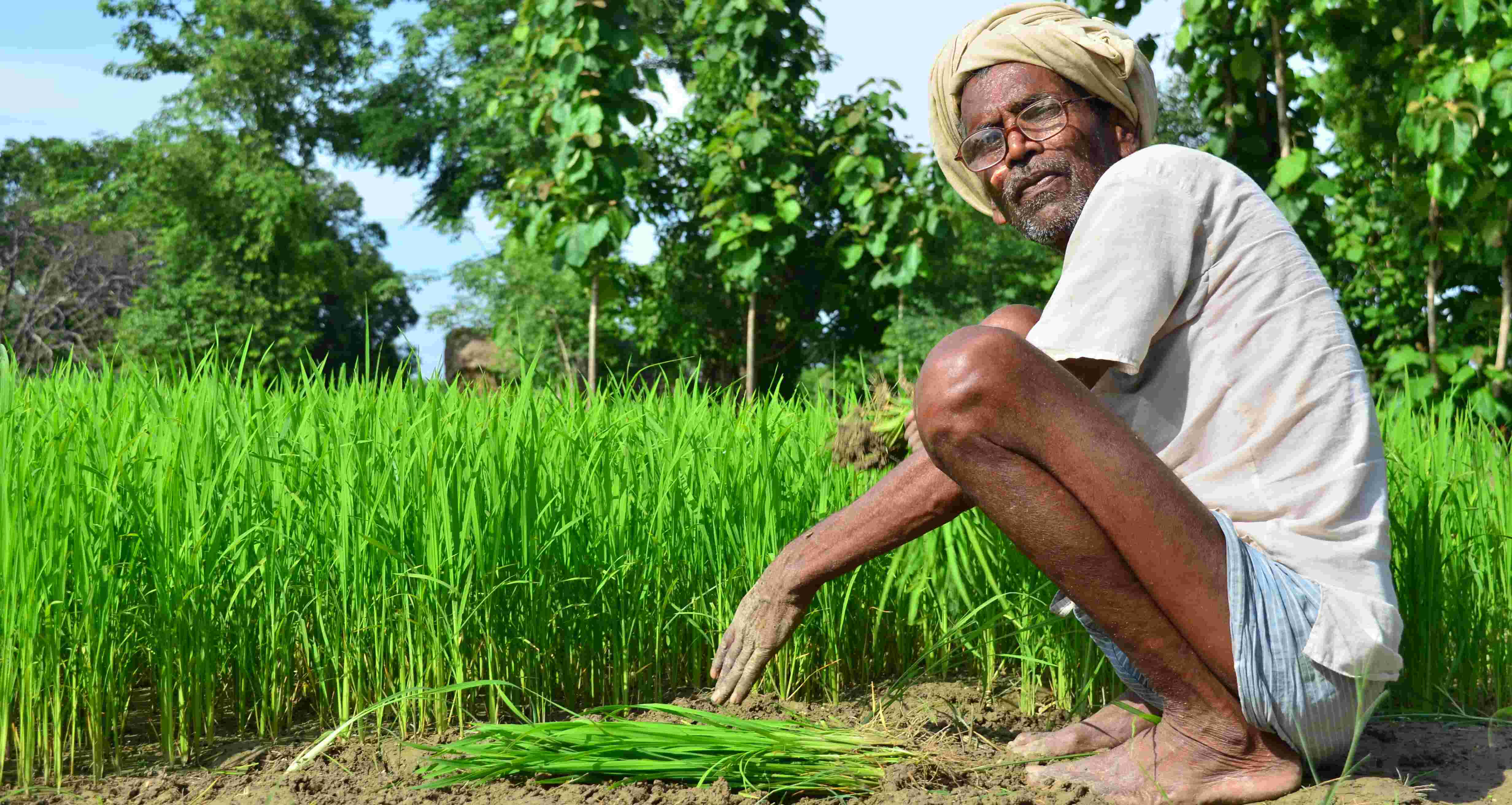 धान की खेती न करने पर मिलेगा 2000 रुपए प्रति एकड़