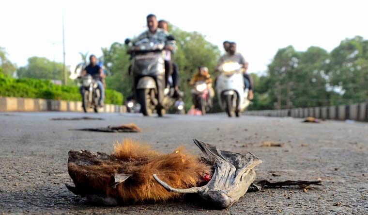 मध्य प्रदेश: गुना में 15 दिन में 250 चमगादड़ों की मौत, निपाह वायरस को लेकर अलर्ट जारी किया गया