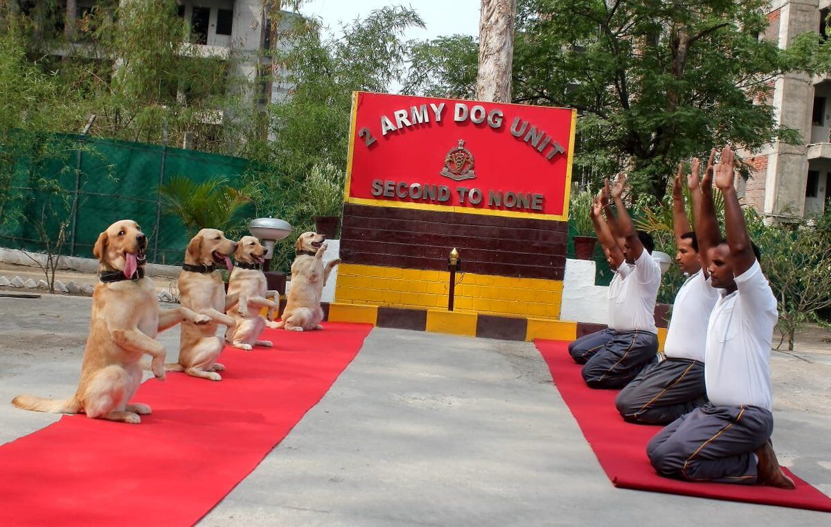 विश्व योग दिवस: इंसानों के साथ बीएसएफ के कुत्तों ने भी किया योग