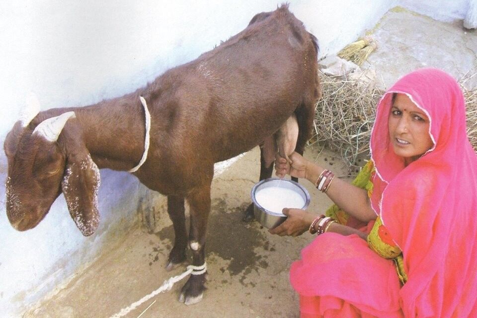किसानों की आय दोगुनी करने में मददगार बकरी का दूध