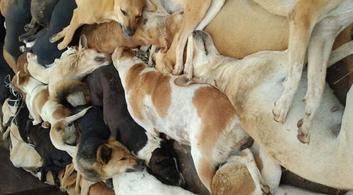 तेलंगाना में नगर निगम कर्मियों ने 100 कुत्तों को जहर देकर मारा, चार कर्मचारी निलंबित