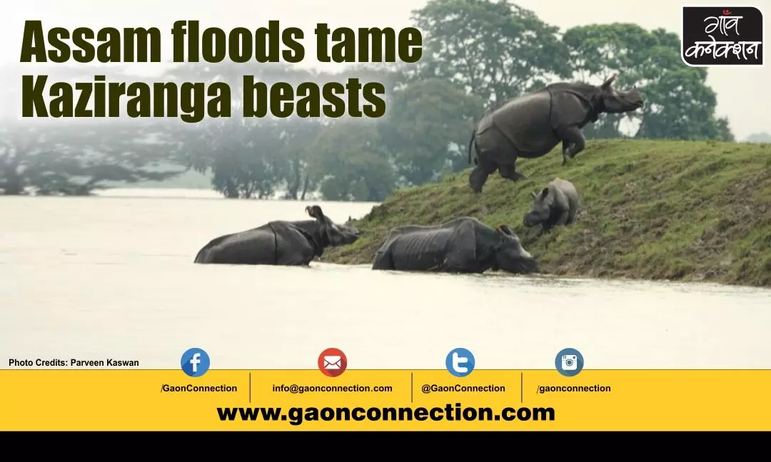 Assam flood situation worsens, 95% Of Kaziranga Park flooded, many animals dead