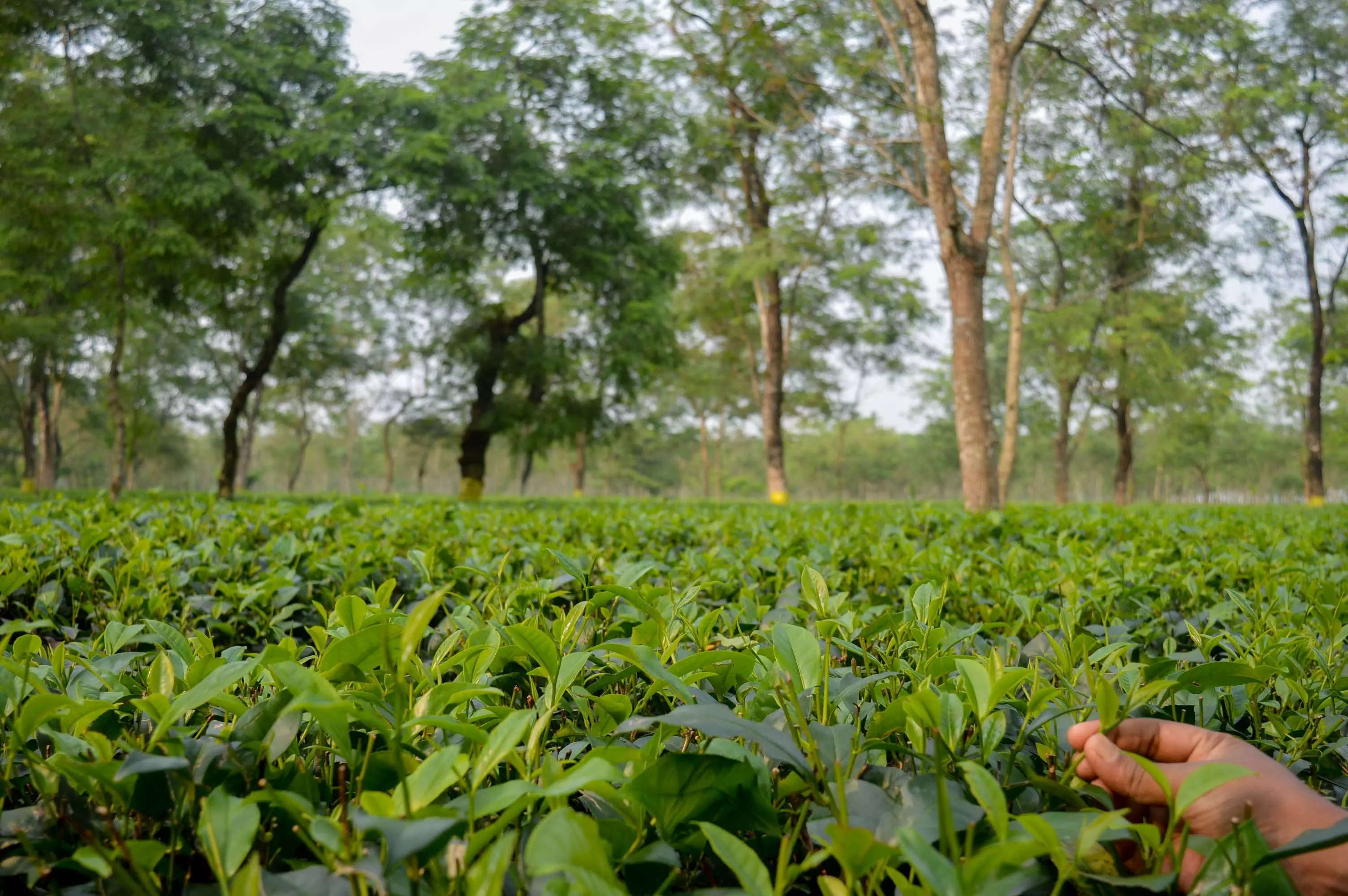 रसायन मुक्त चाय उत्पादन में मददगार हो सकते हैं सूक्ष्मजीव