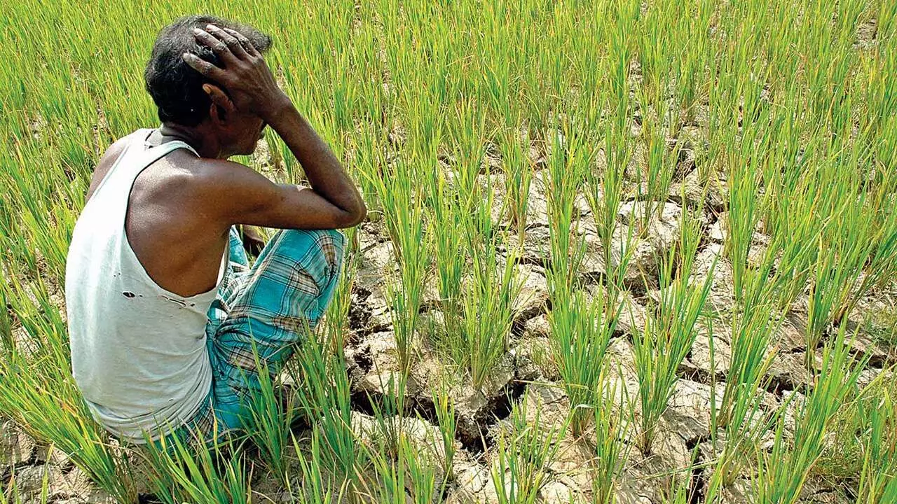 महाराष्‍ट्र में नहीं रुक रहा है किसानों की आत्‍महत्‍या का सिलसिला