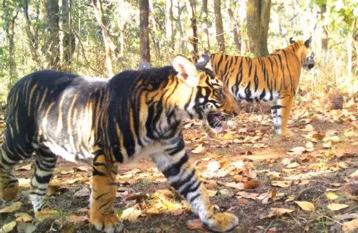 मोबाइल ऐप की मदद से हुई बाघों की गणना, छत्तीसगढ़ में हालात चिंताजनक