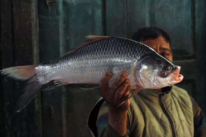 मछलियों में होने वाली यह बीमारियां मछली पालकों का करा सकती है घाटा