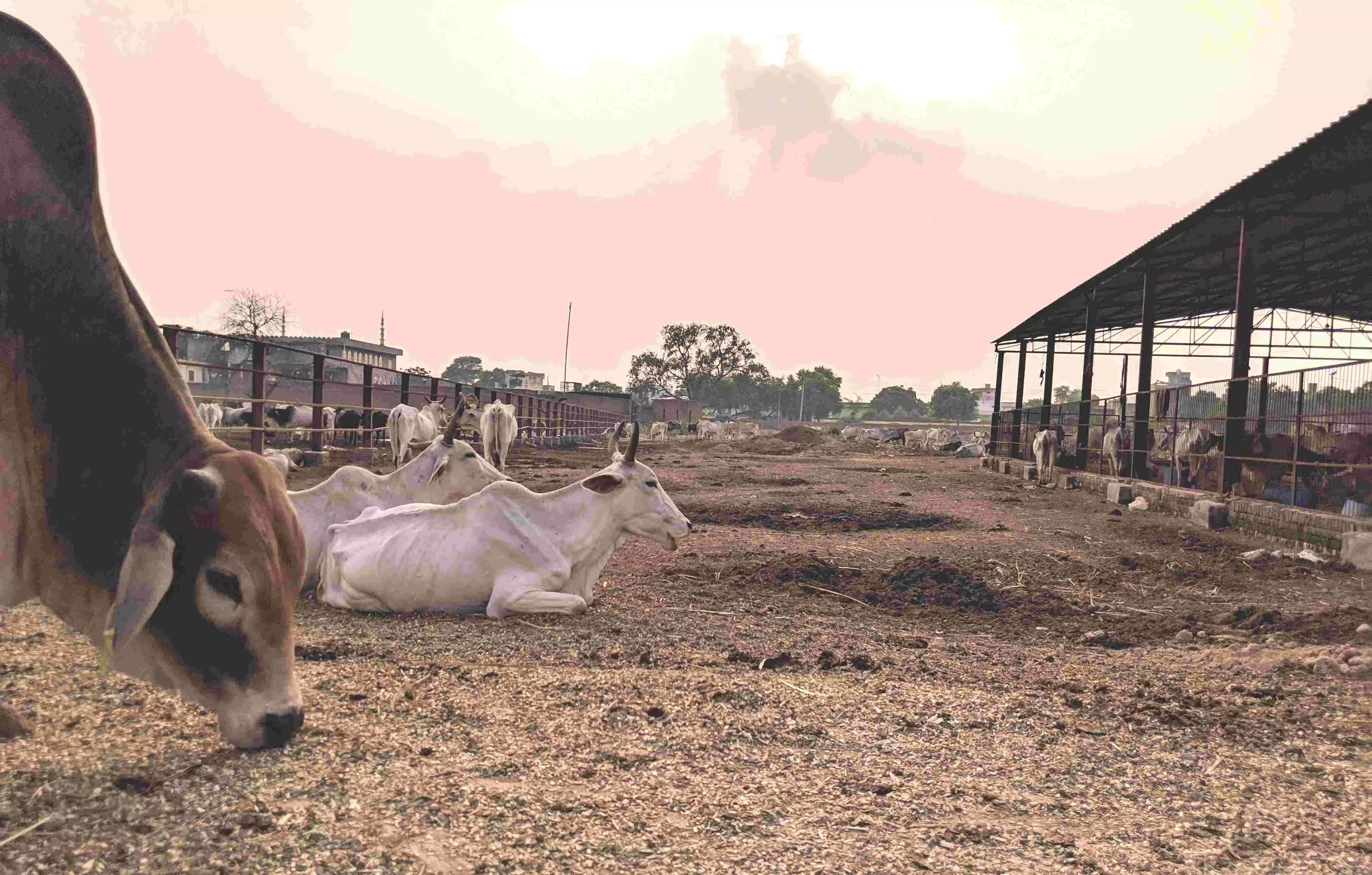 छुट्टा गायों को पालने के लिए यूपी सरकार देगी पैसे, जानिए कैसे करें अप्लाई