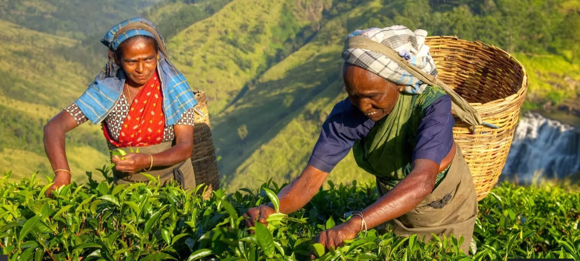 west bengal, Tea Plantations, Tea Workers, Minimum Wage, Minimum Wage for Tea Workers