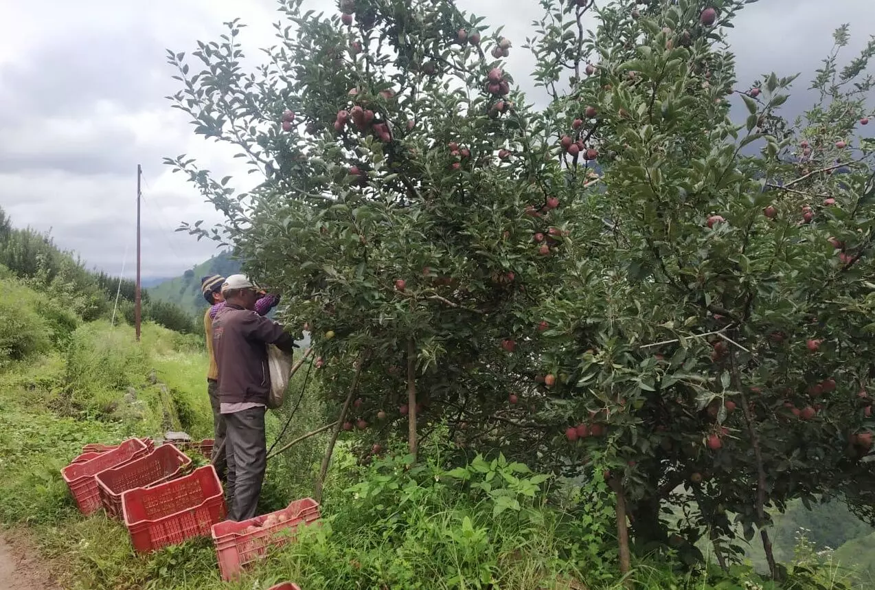 उत्तराखंड में बारिश से सेब की फसल को भारी नुकसान