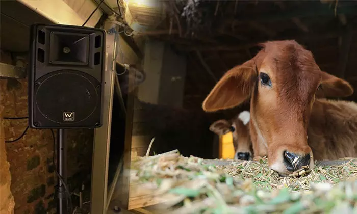 बीजेपी विधायक ने कहा-बांसुरी सुन ज्यादा दूध देंगी गाय, जानिए क्या कहता है विज्ञान?