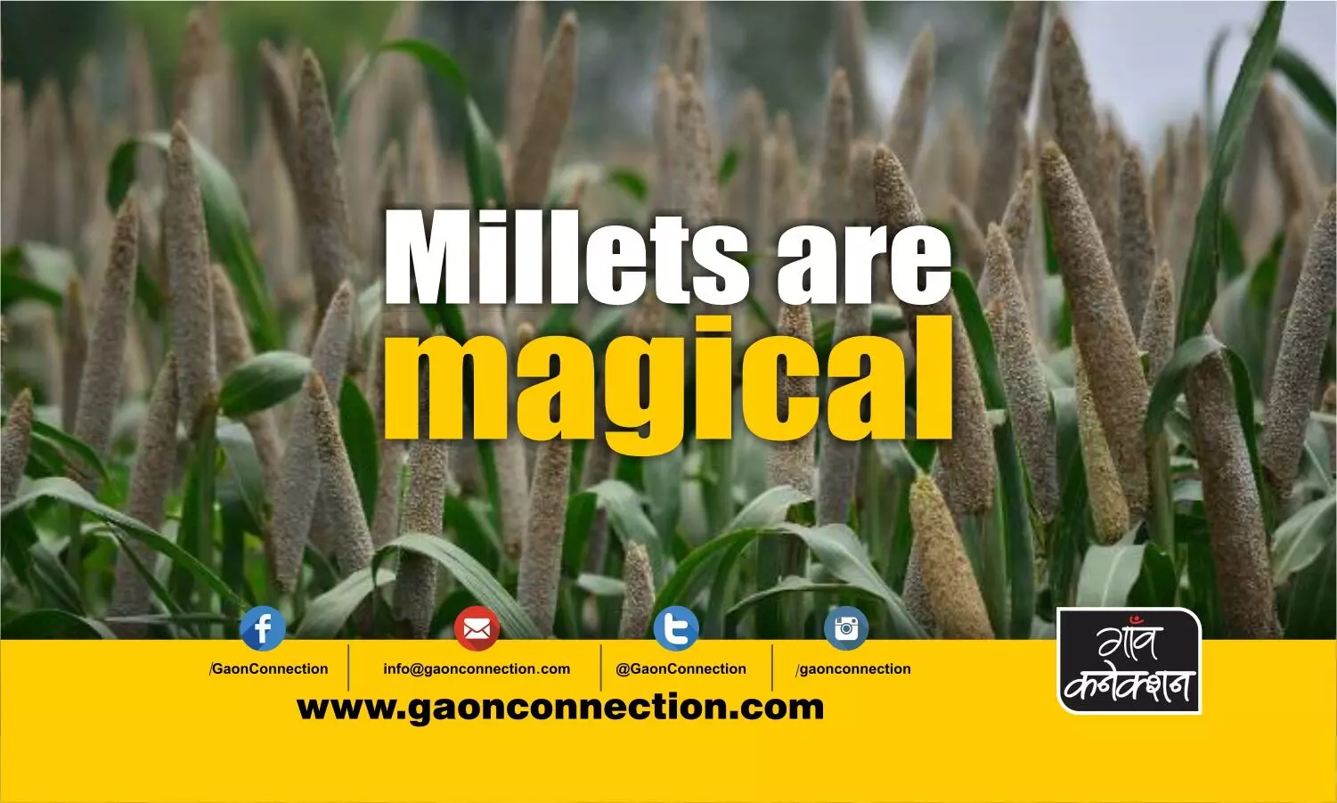 Millets, the poor mans diet, are rich in many qualities