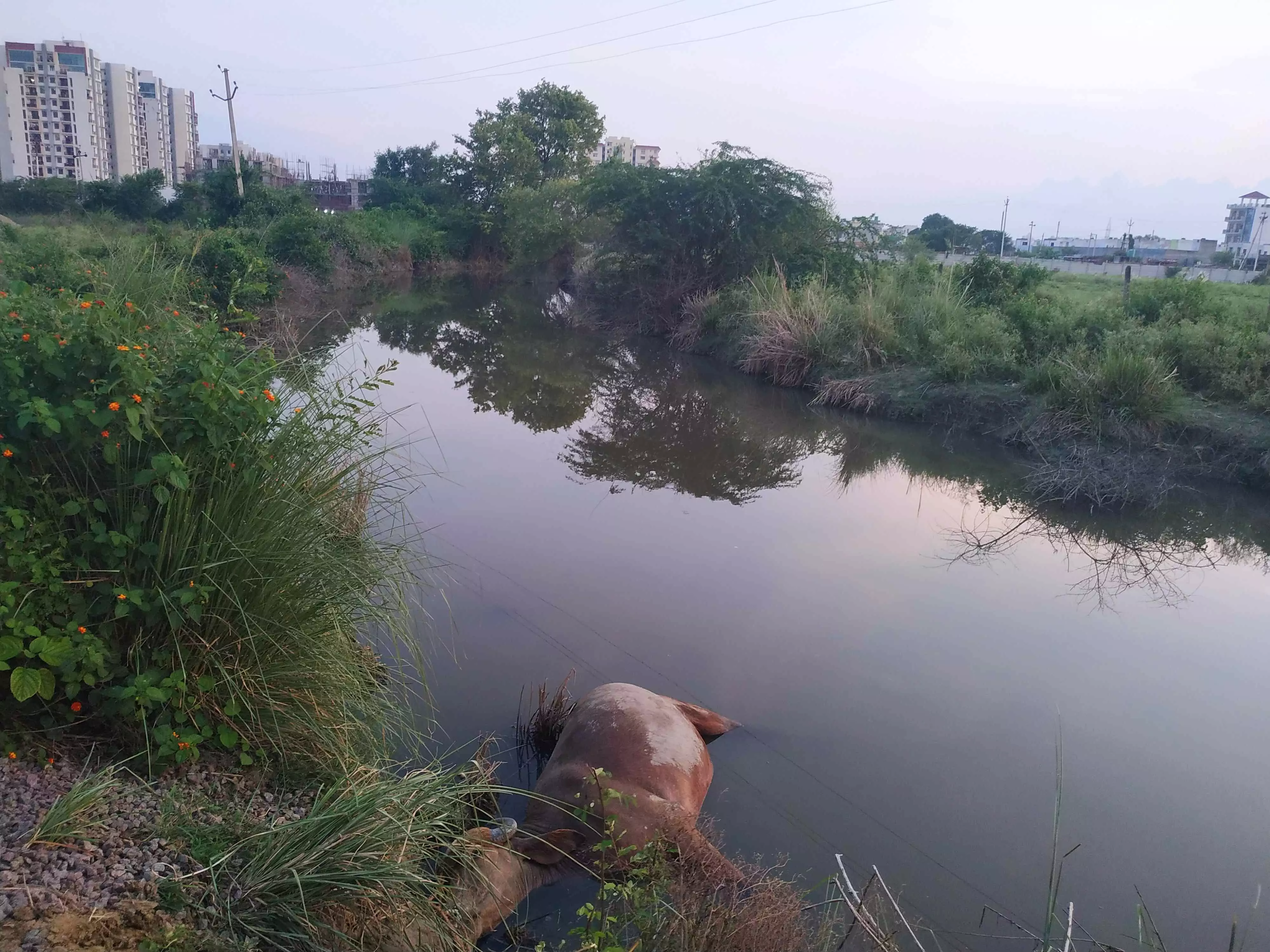 लखनऊ: जहरीले पानी से 25 से ज्यादा भैंसों की मौत केस में कीटनाशक कंपनी के खिलाफ रिपोर्ट दर्ज, कई भैंसे अब भी बीमार