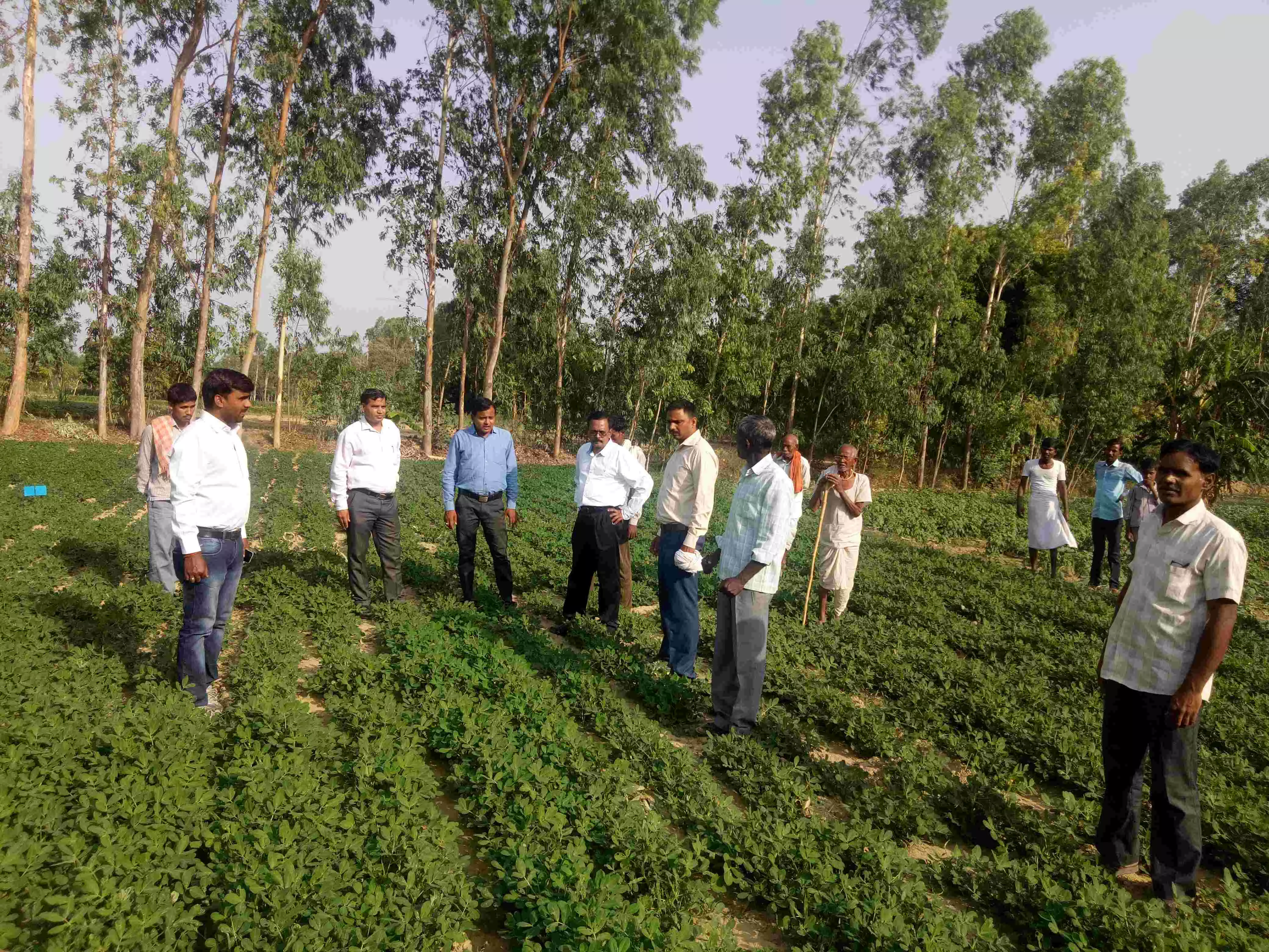 सीतापुर के किसानों को भा रही मूंगफली की खेती, बढ़ा रहा रकबा