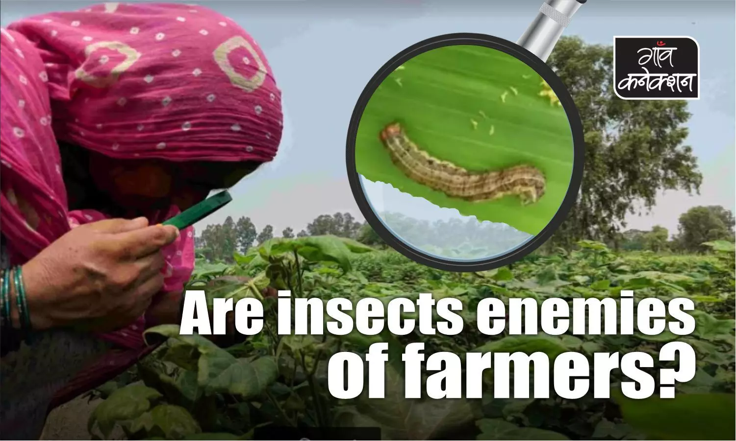Insects are not farmers enemies, pesticides are
