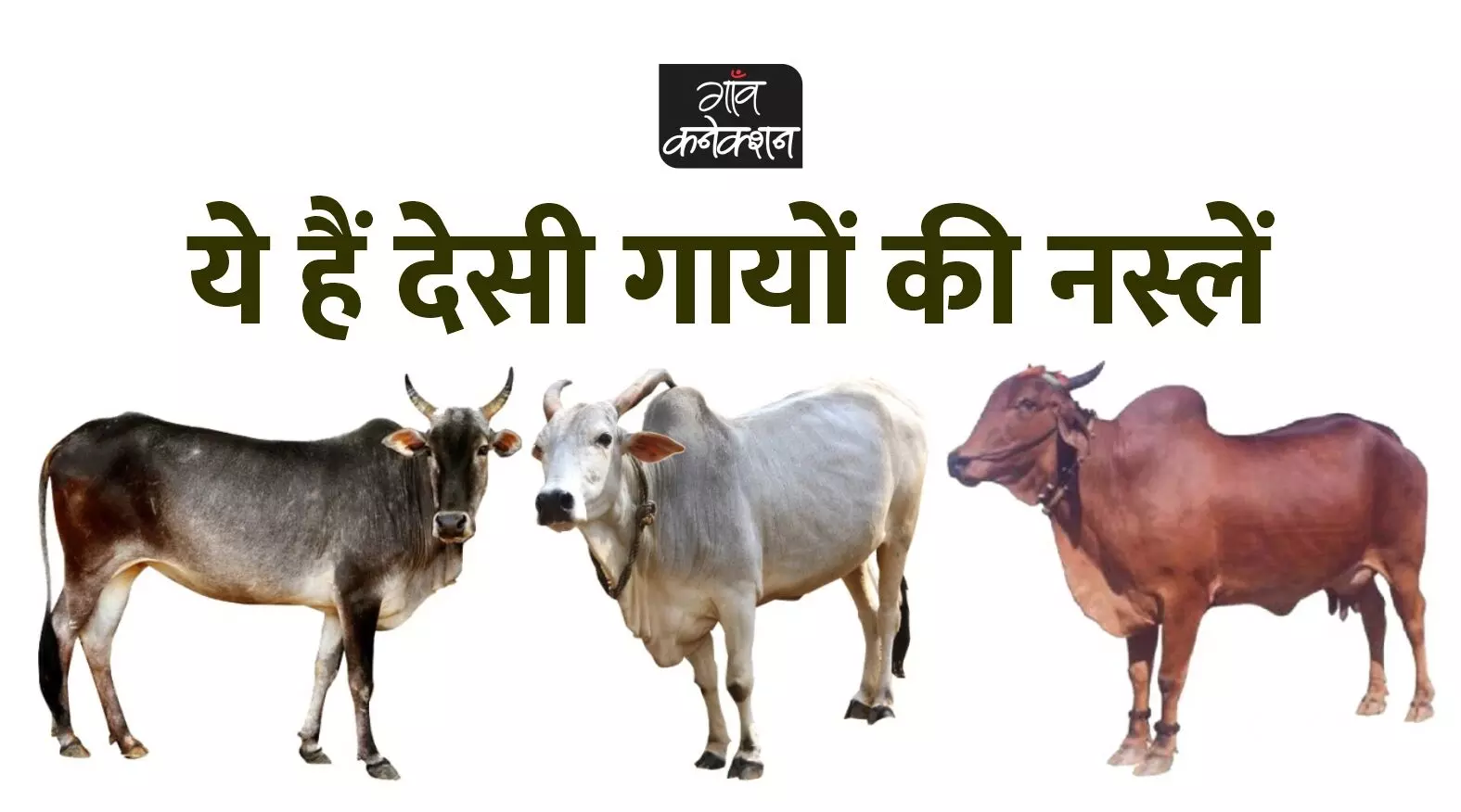 क्या आपको भारत की इन 43 नस्ल की गायों के बारे में पता है?