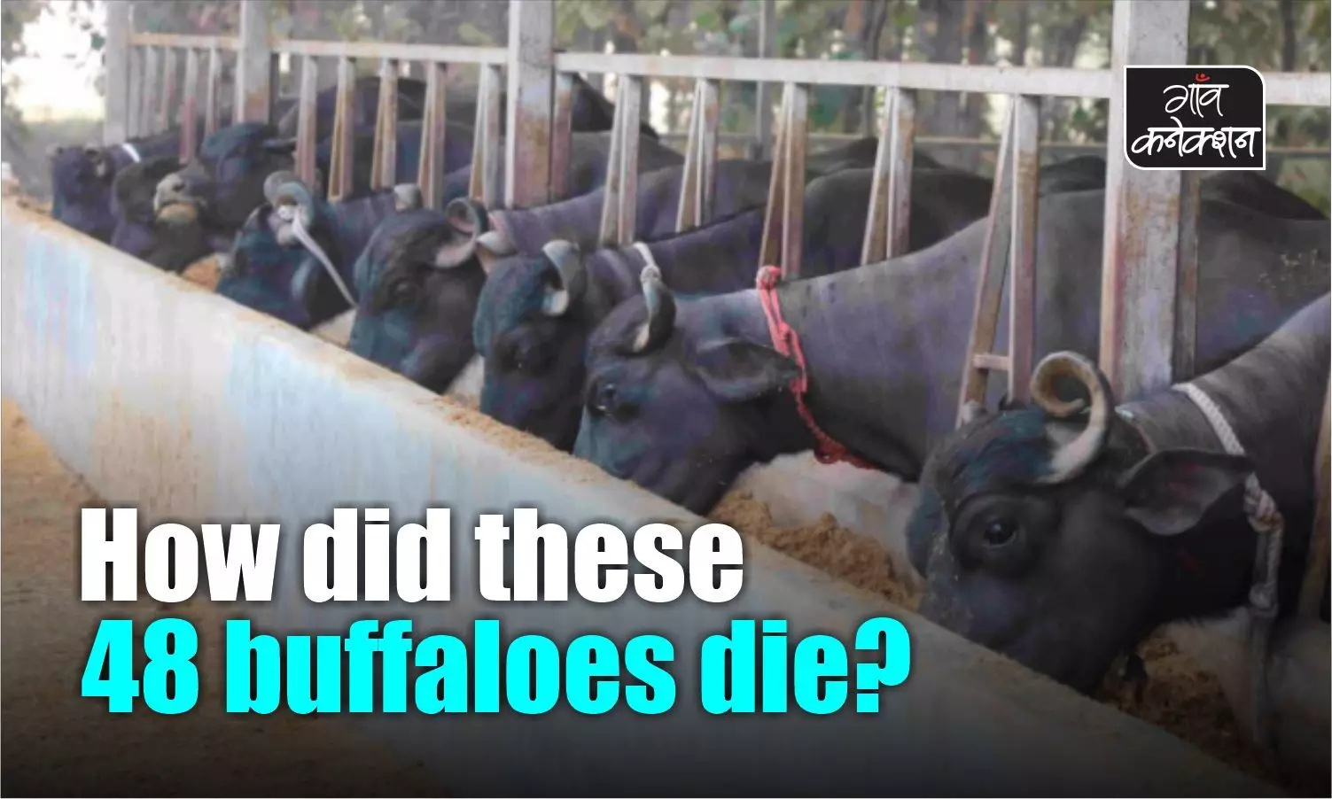 Mystery shrouds death of 48 buffaloes at Haryanas National Dairy Research Institute