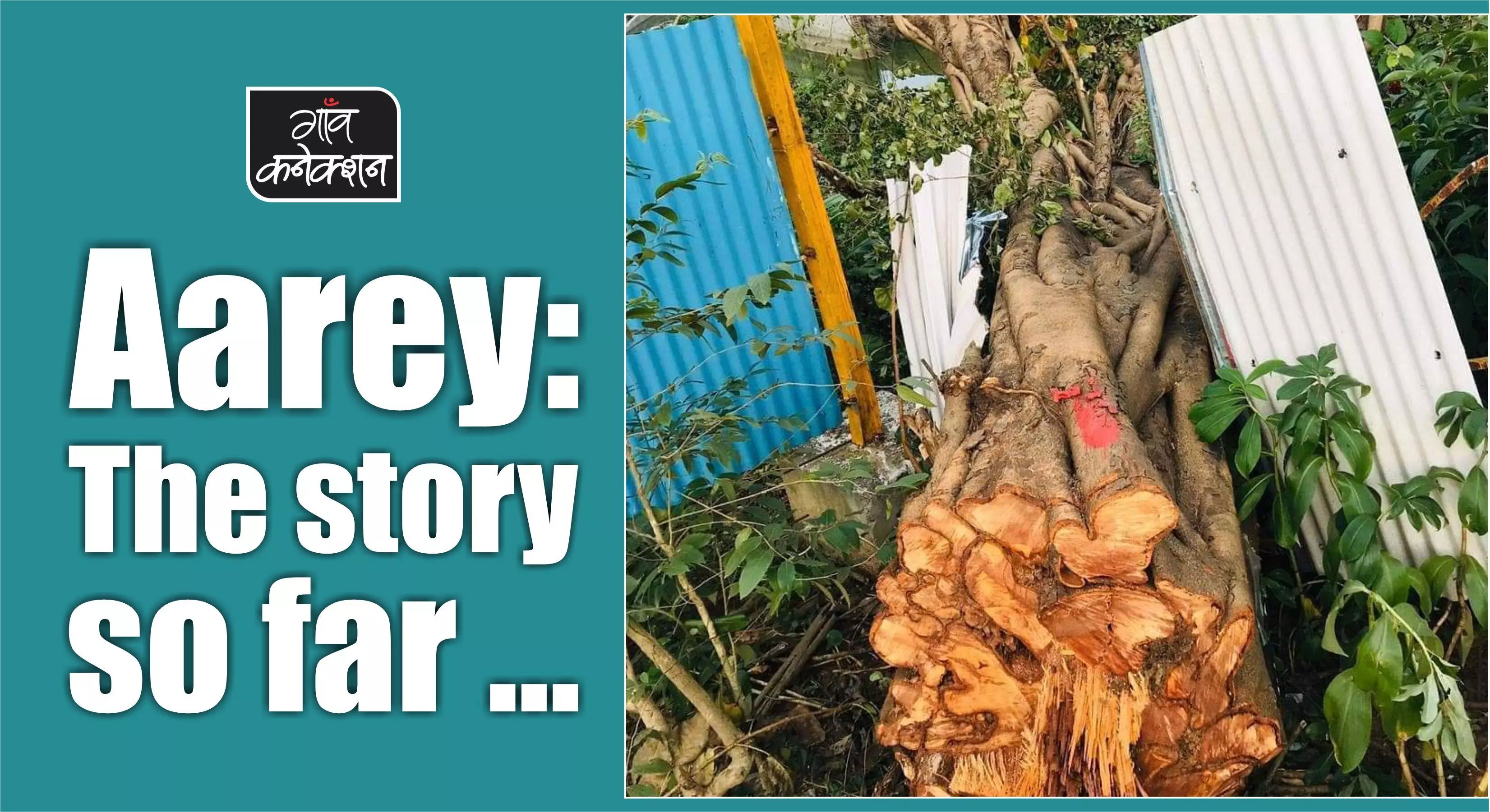 SC stays felling of trees in Aarey colony. Heres the story so far
