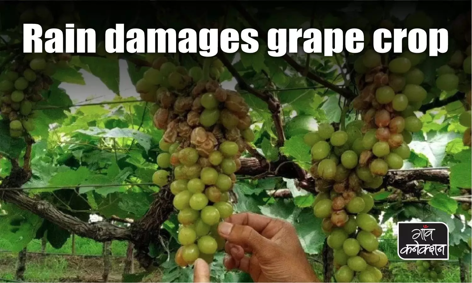 In Maharashtra, rains quash grapes mercilessly. You may have to shell out more to buy grapes this season