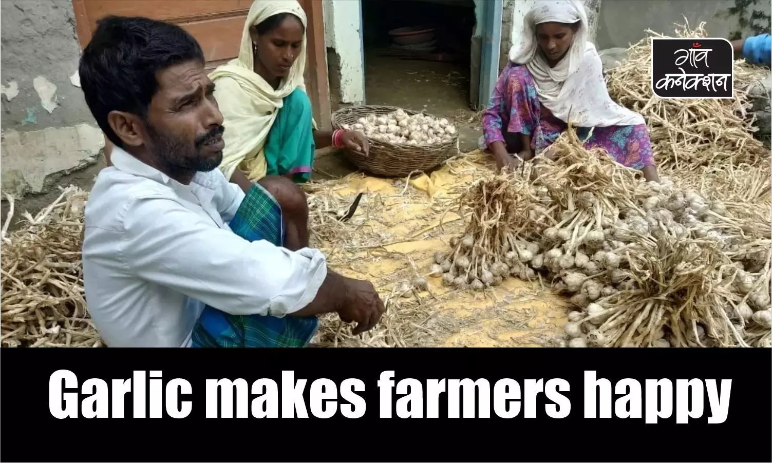 Farmers heave a sigh of relief as record-high prices of garlic spice up their lives