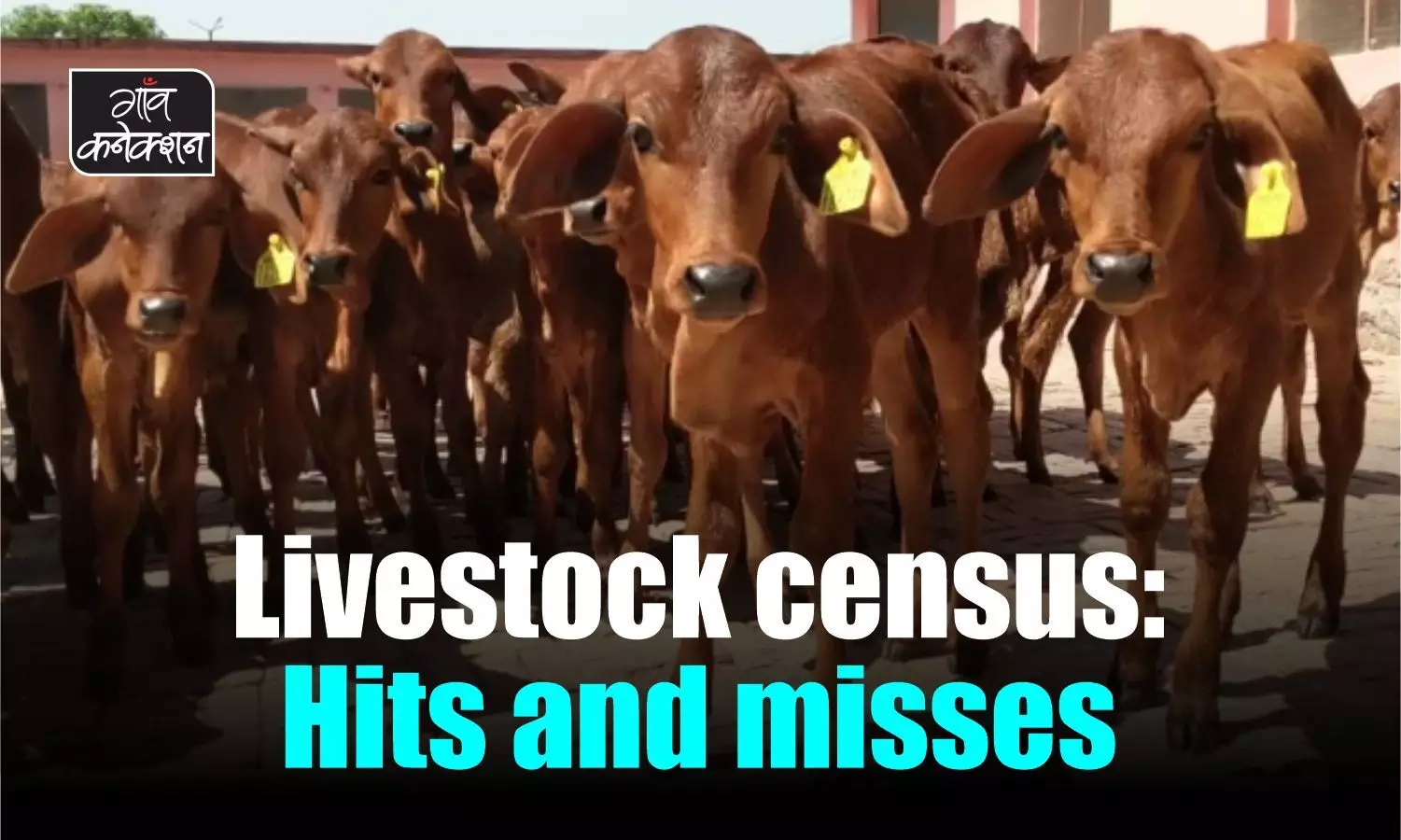 Livestock Census 2019: Population up 4.6% to 536 million