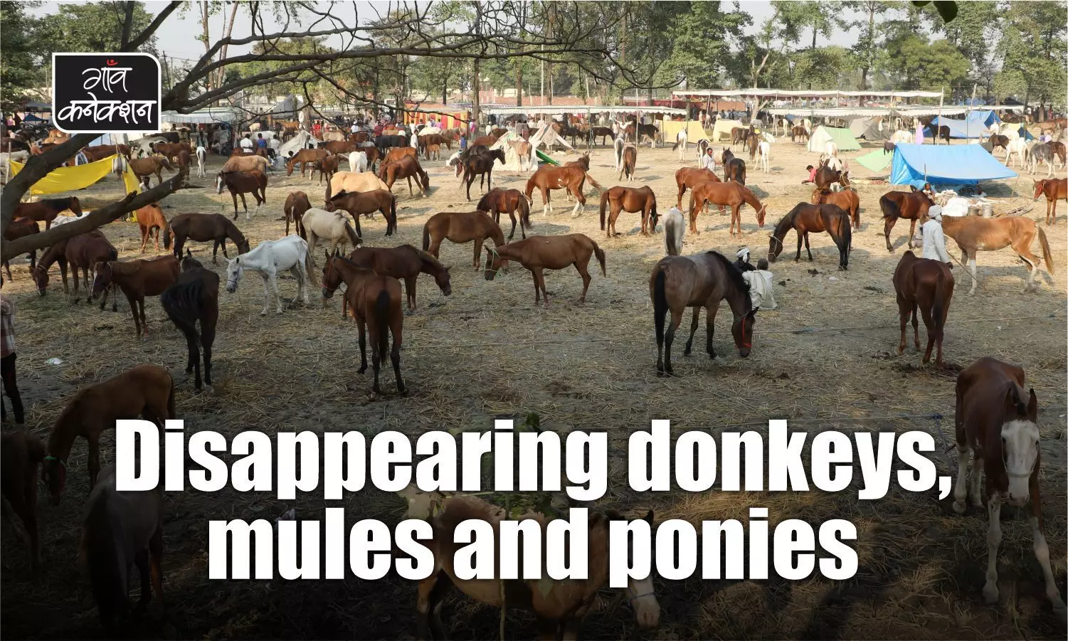 Livestock census: Population of donkeys, mules and ponies sees a dip of 52% since the 2012 census