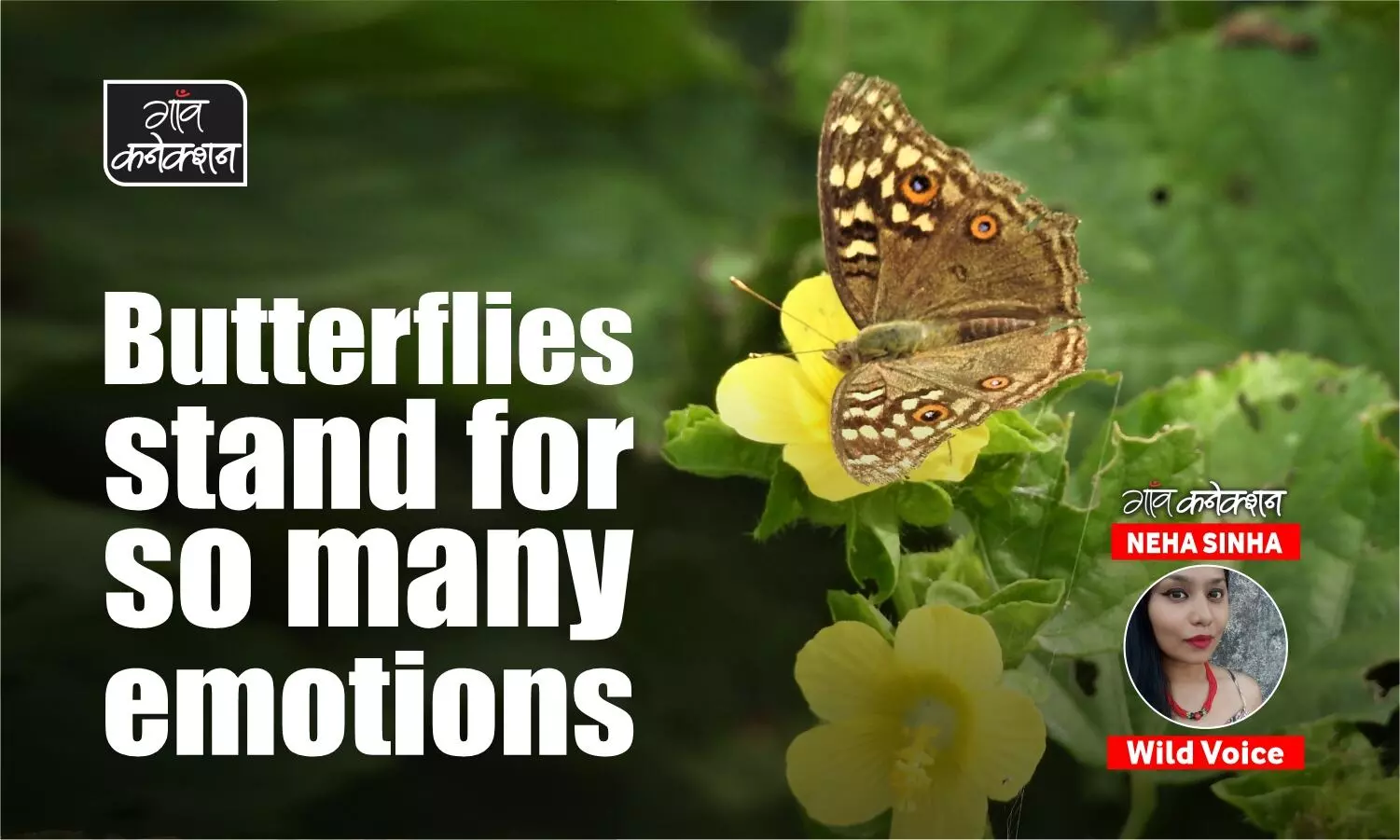 As parts of the world become hotter and drier, one wonders where the butterflies will go