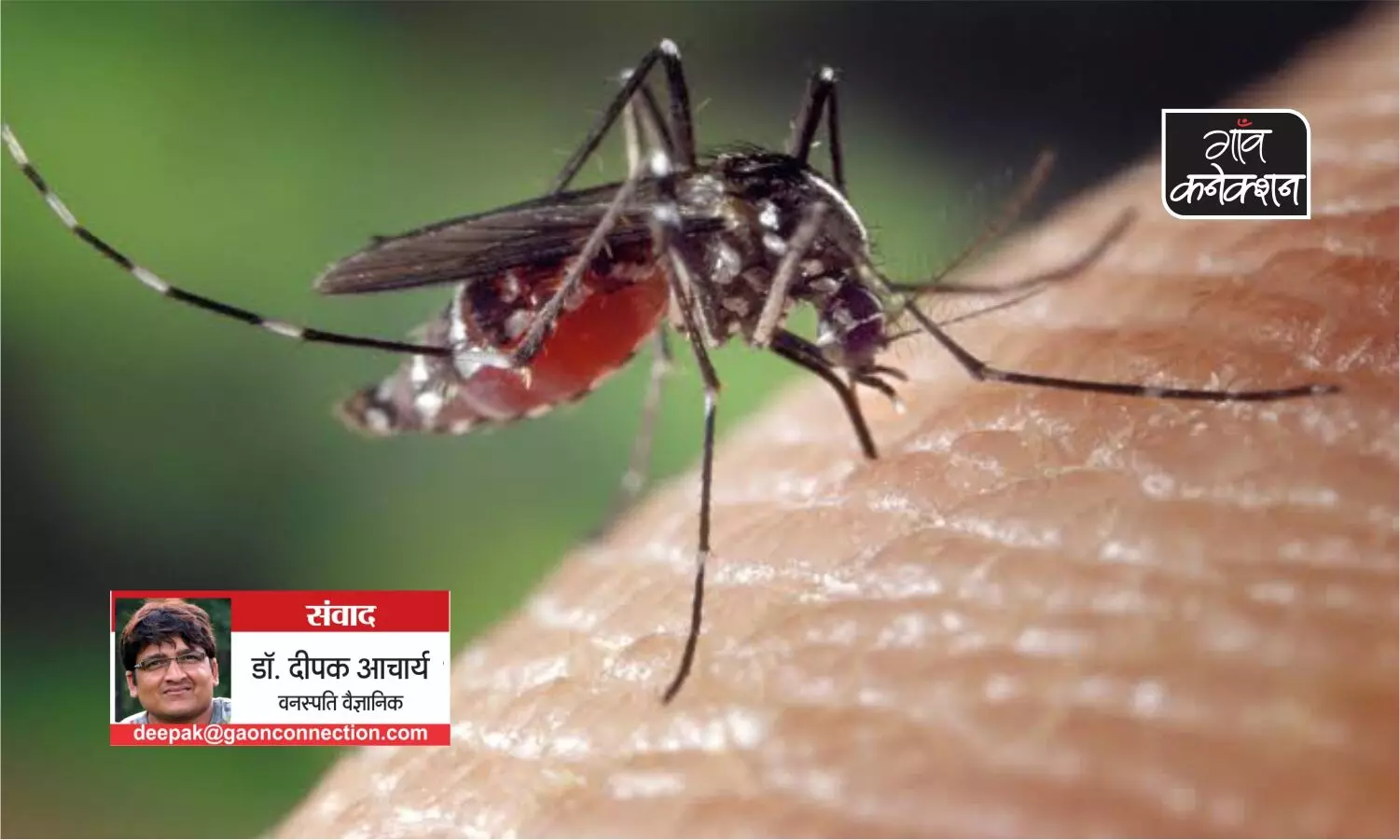 चिकनगुनिया : मच्छरों से फैलती एक भयावहता