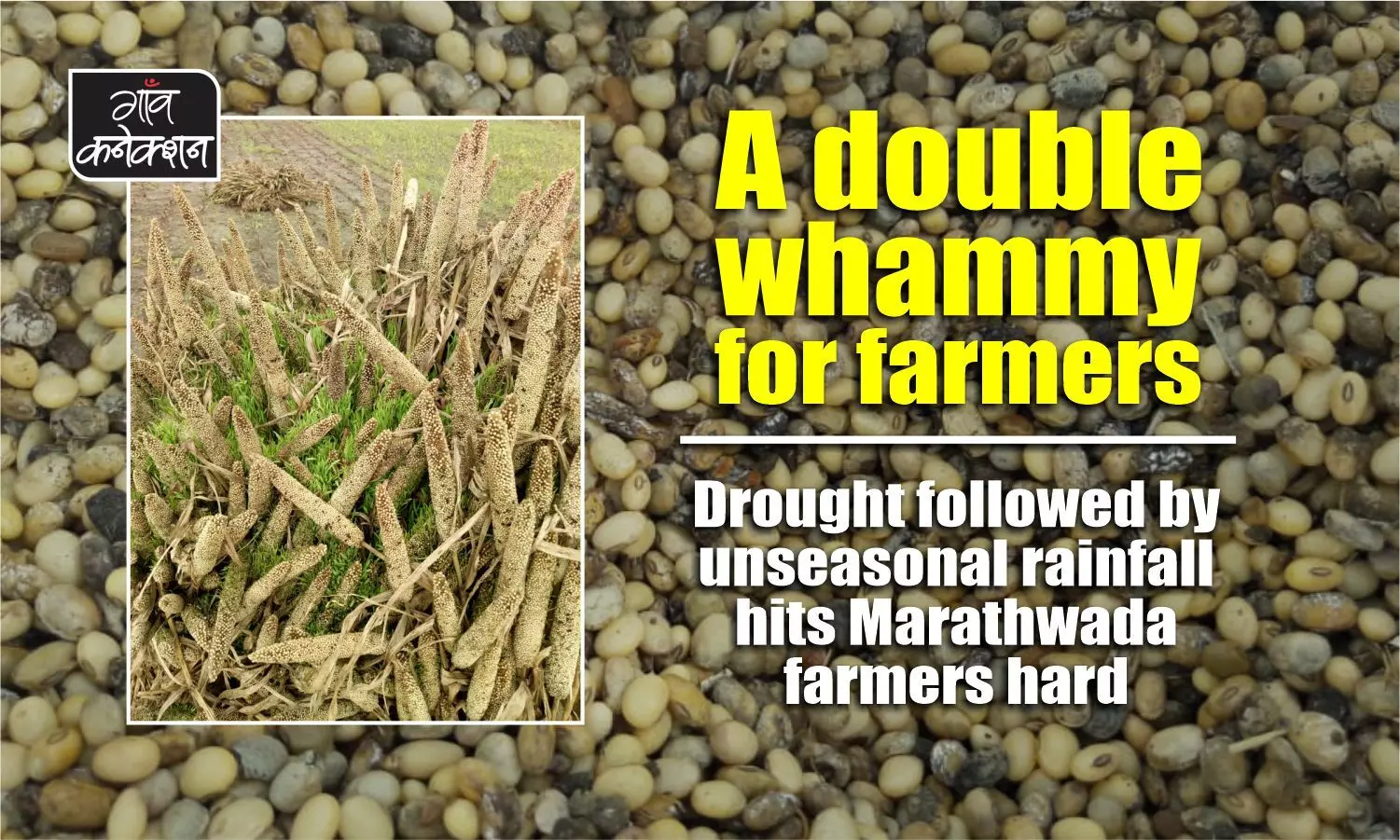 A black Diwali for farmers: Unseasonal rainfall damages crops in Maharashtra