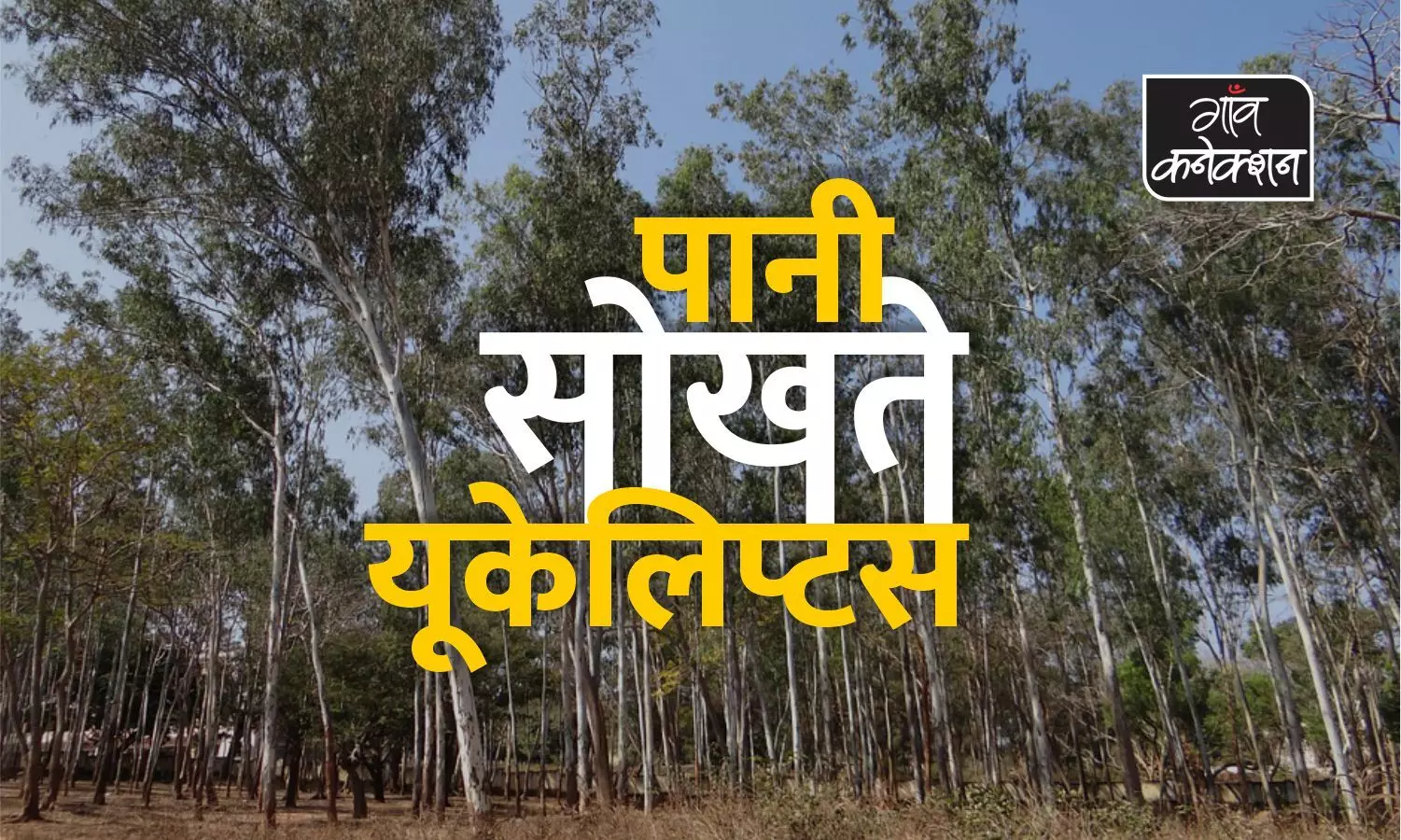 यूपी सरकार लगवा रही पानी सोखने वाले पेड़, कर्नाटक ने किया है इसे बैन