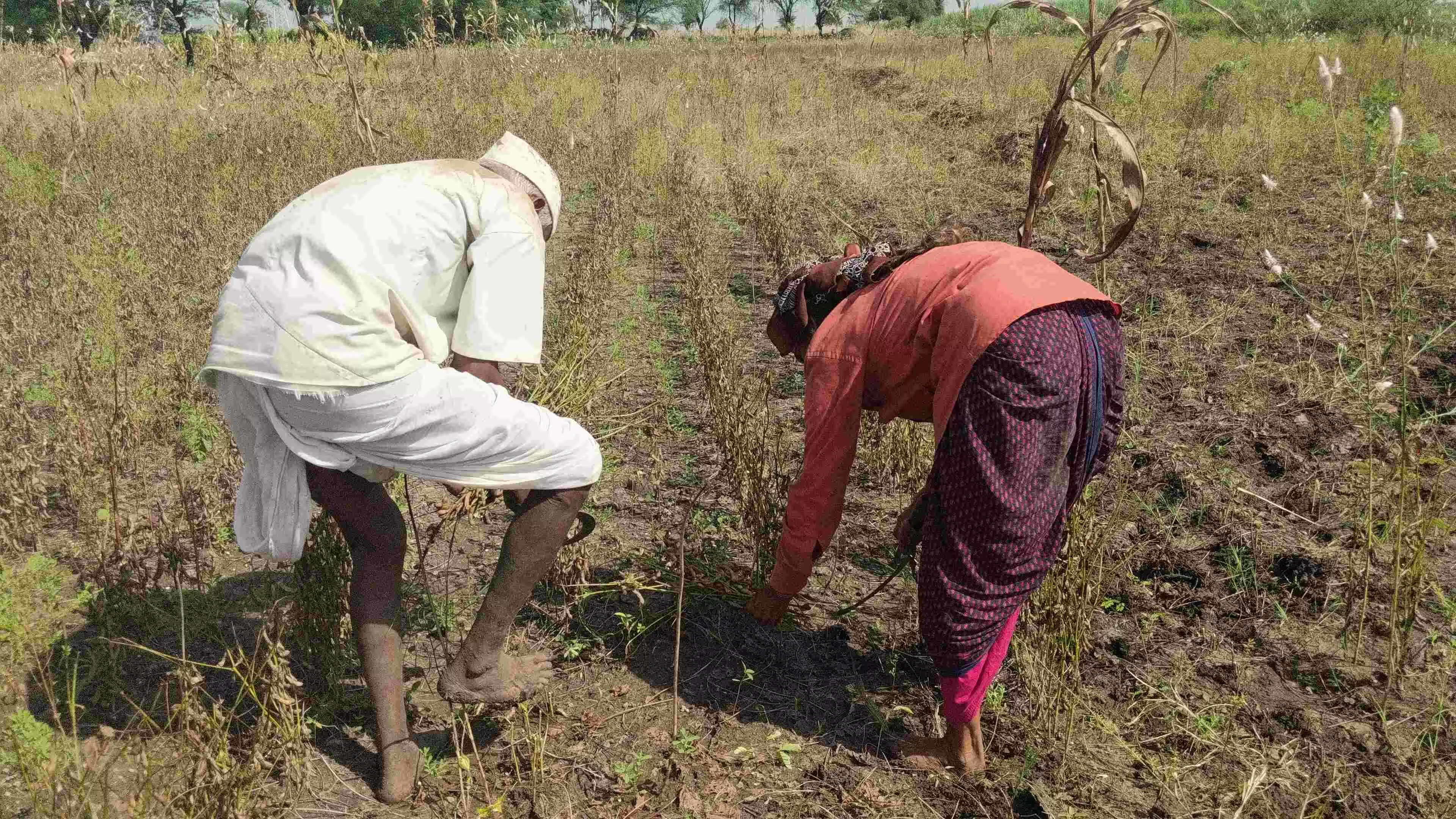 कृषि संकट: किसानों के परिजन भी कर रहे आत्महत्या