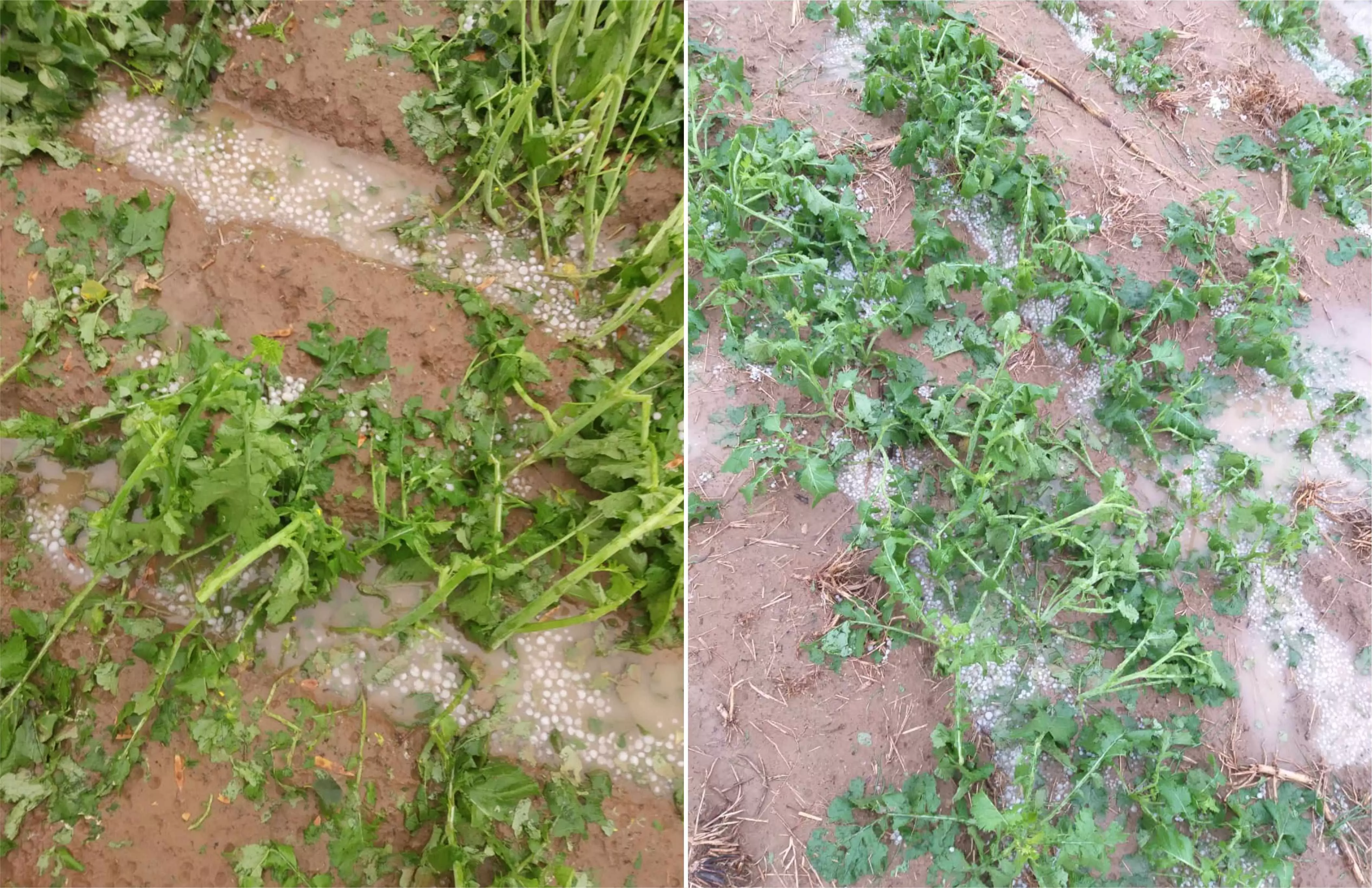 हरियाणा में लगातार दूसरे दिन गिरे ओले, सरसों और गेहूं की फसल को नुकसान