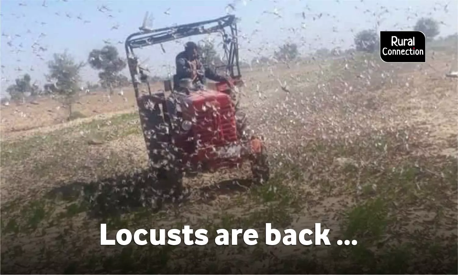 Warning issued for another round of locust attack in western Rajasthan