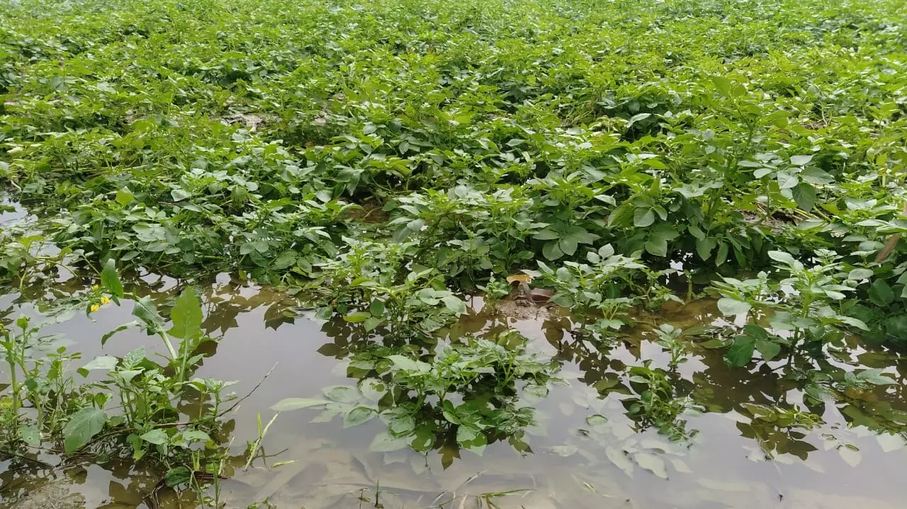 बेमौसम बारिश ने बढ़ाई किसानों की चिंता, इन फसलों को हो सकता है नुकसान