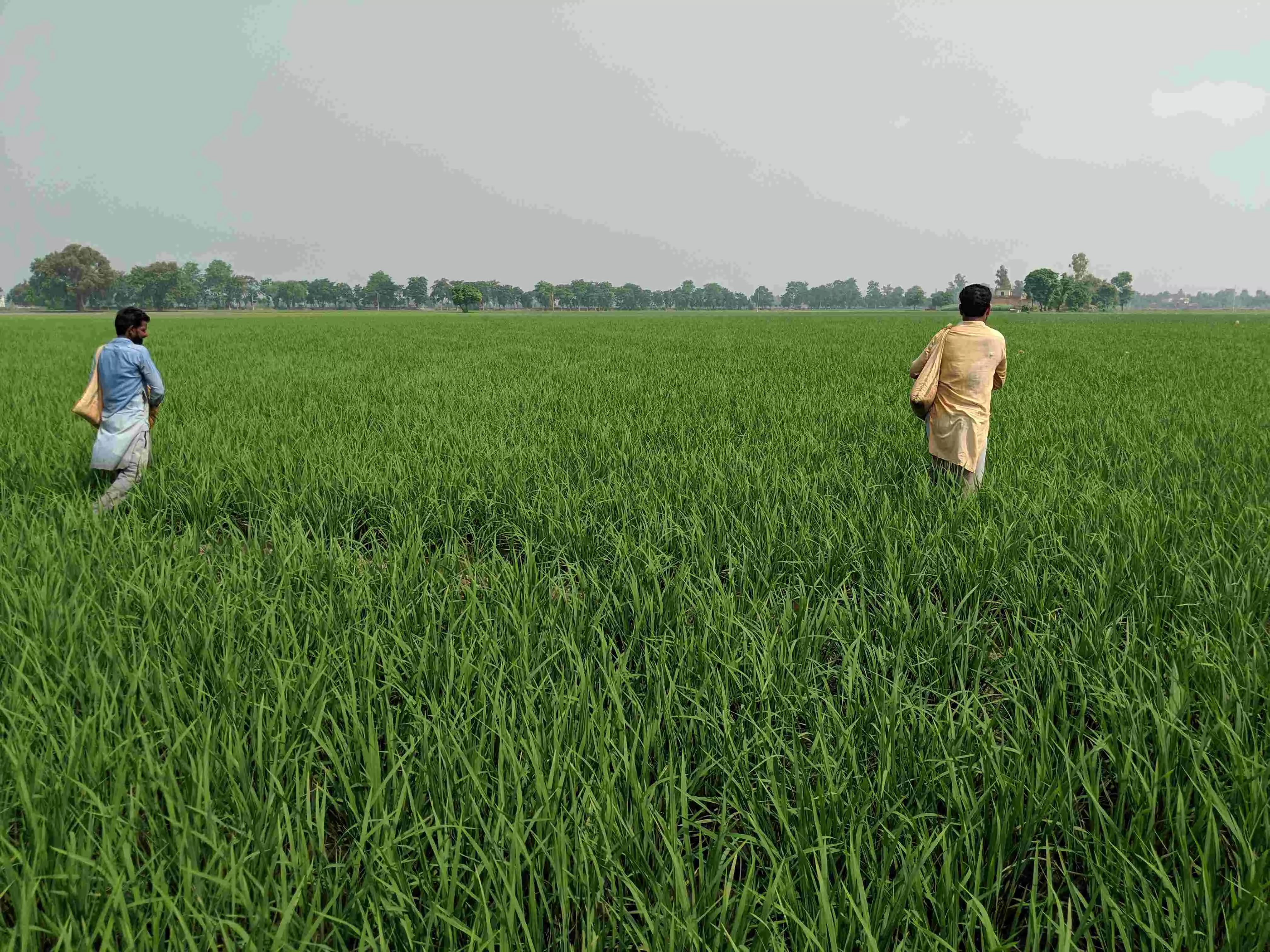 पेस्टीसाइड मैंनेजमेंट बिल 2020: कीटनाशक से बर्बाद हुई फसल तो किसानों को मिलेगा मुआवजा
