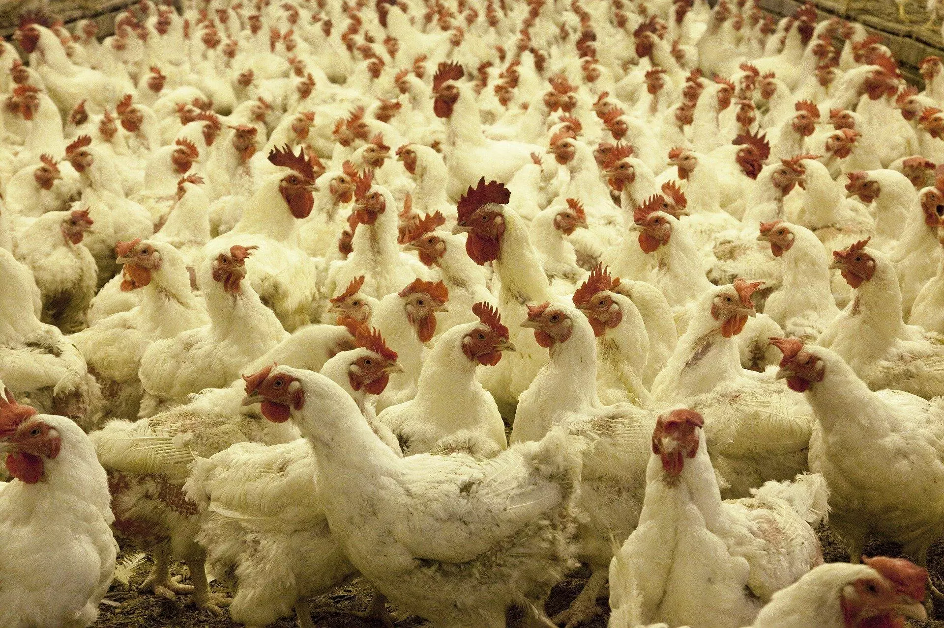 अंडा-चिकन खाने से नहीं फैलता कोरोना वायरस, अफवाहों के चलते पोल्ट्री इंडस्ट्री को लाखों का नुकसान