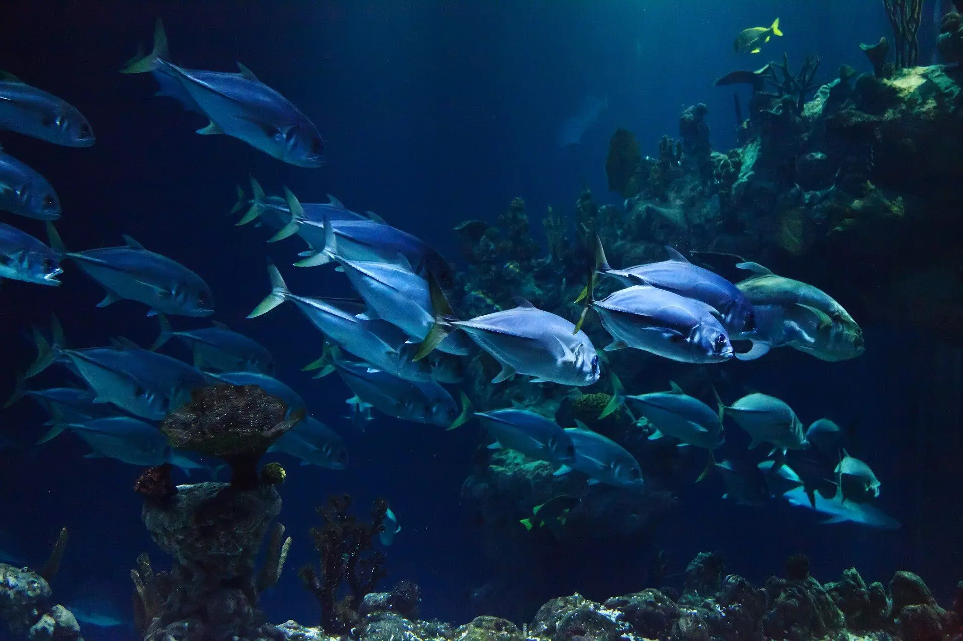वैज्ञानिकों ने पता लगाया एक साथ कैसे तैरती हैं मछलियां