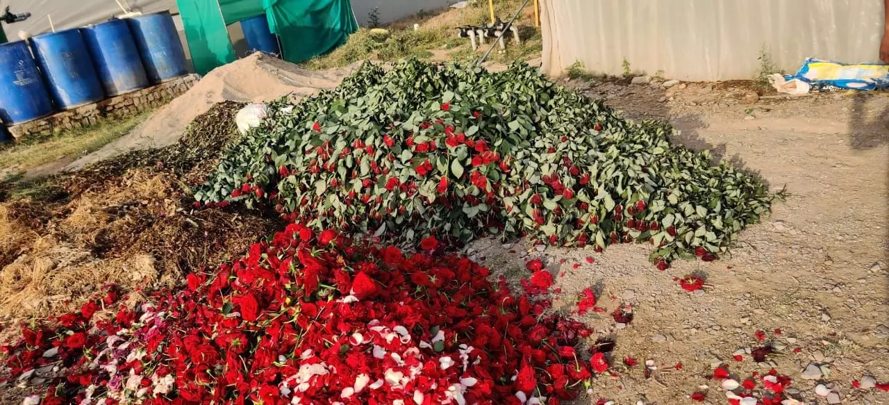 कोरोना का साया: फूलों को हर दिन तोड़कर फेंकने को मजबूर हैं किसान