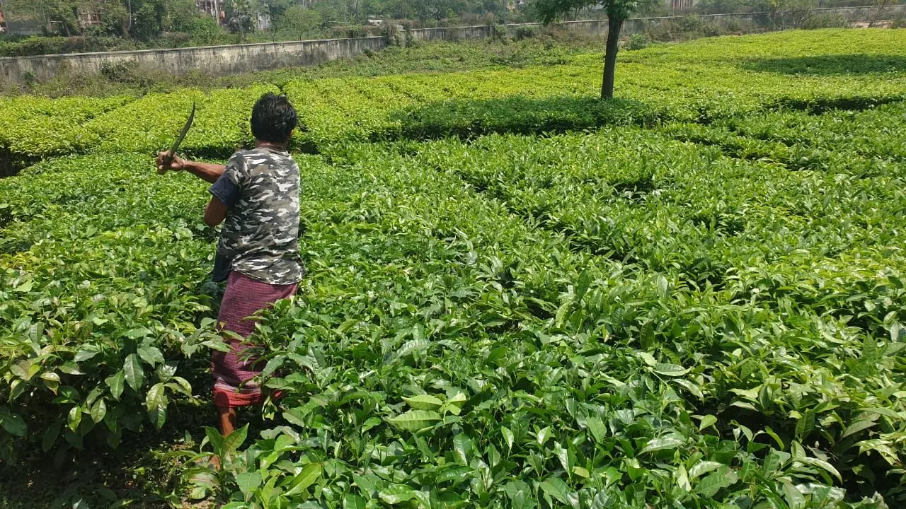 लॉकडाउन: चाय बागानों में काम करने वाले 12 लाख मजदूरों के सामने रोजी-रोटी का संकट