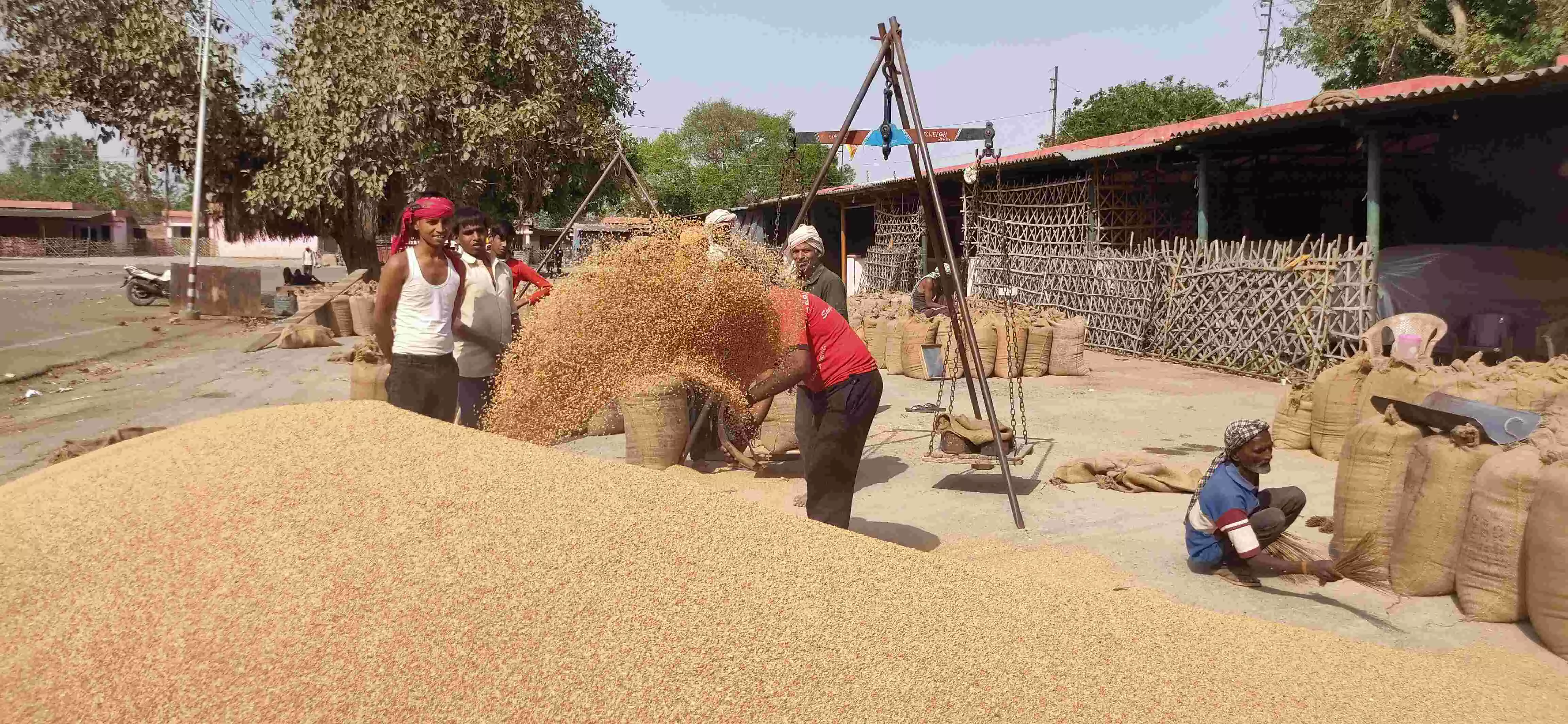 यूपी में 15 अप्रैल से शुरु होगी गेहूं की खरीद, सरकार ने कहा तैयारियां पूरी, किसान इन बातों का रखें ध्यान