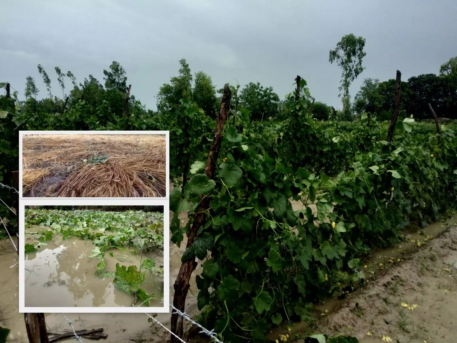 उत्तर प्रदेश, बिहार सहित कई राज्यों में तेज हवाओं के साथ बारिश, ओले गिरने से किसानों को भारी नुकसान