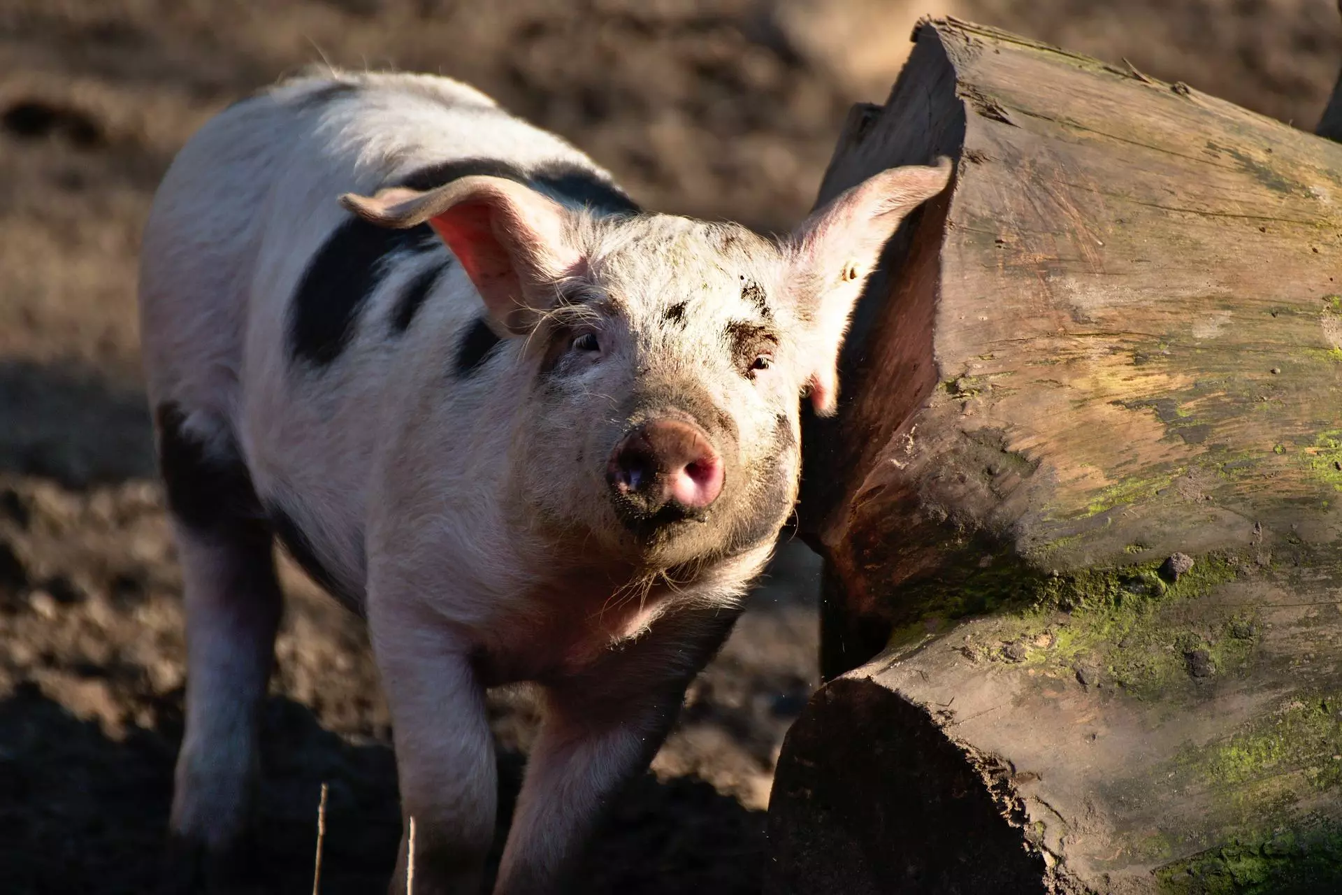 असम: कोरोना के संक्रमण के बीच में सुअरों में फैला अफ्रीकन स्वाइन फीवर, अब तक 2500 से ज्यादा सुअरों की मौत