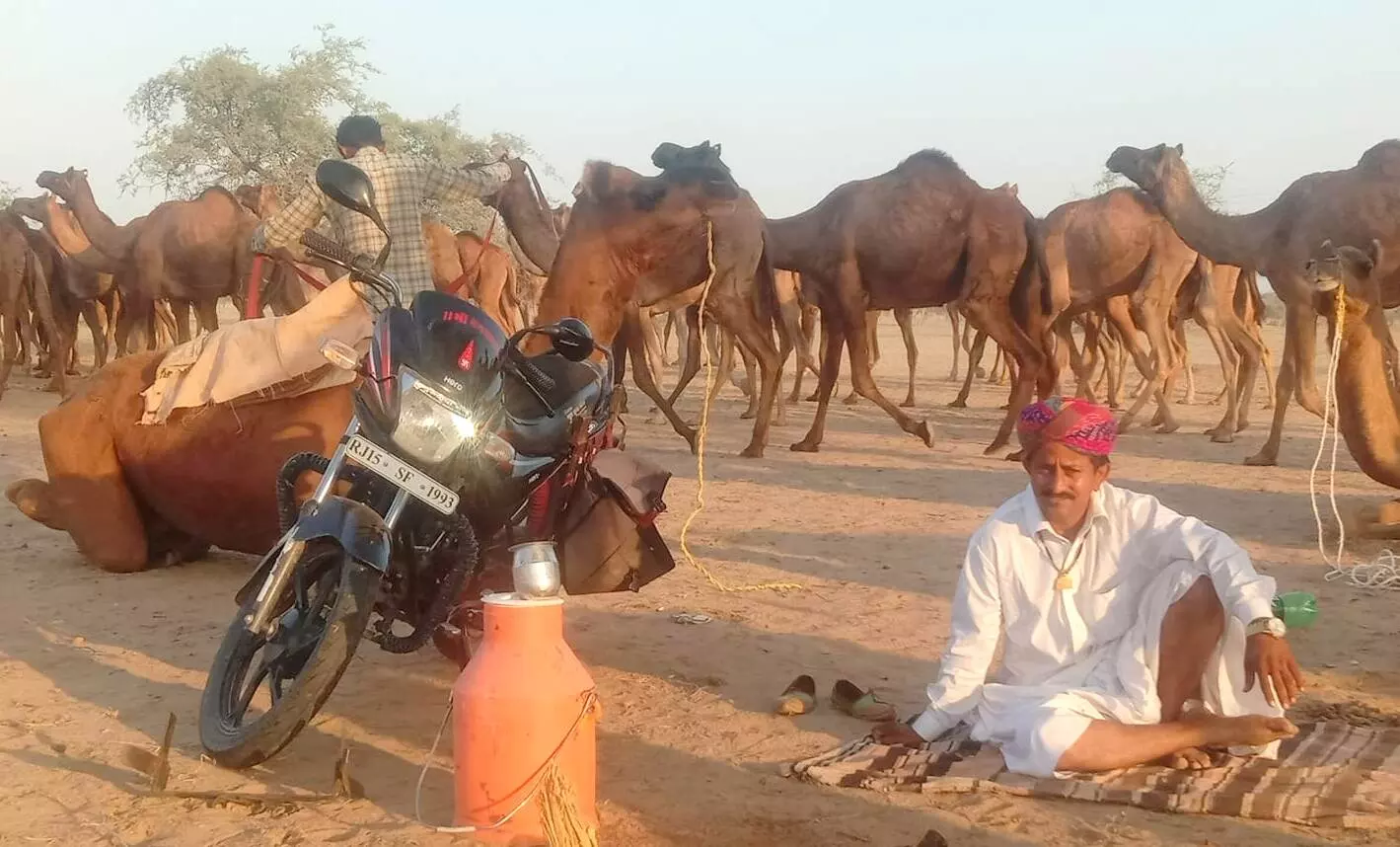 राजस्थान में लॉकडाउन के चलते ऊंट पालकों के सामने ऊंटनी का दूध बेचने में आ रहीं मुश्किलें