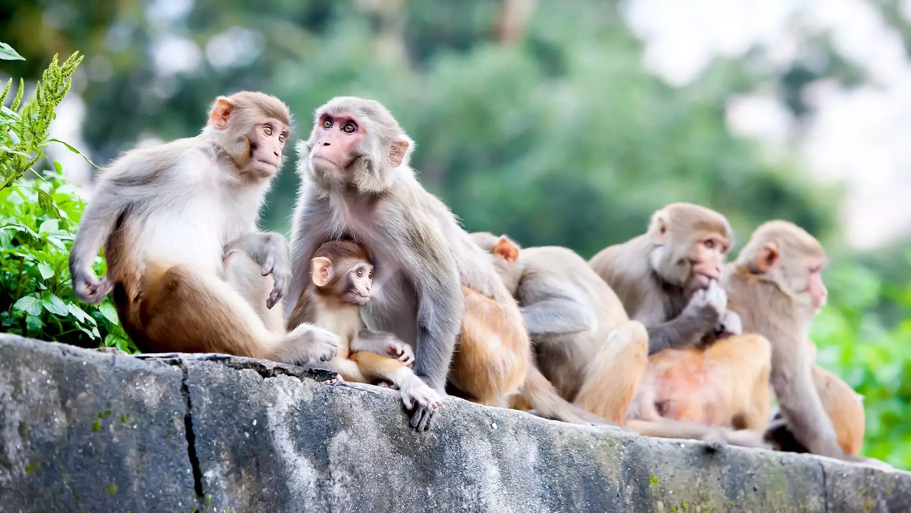 monkey, himachal pradesh, killed