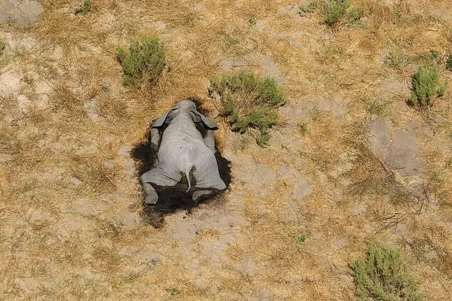 more than 350 elephants dead in northern Botswana
